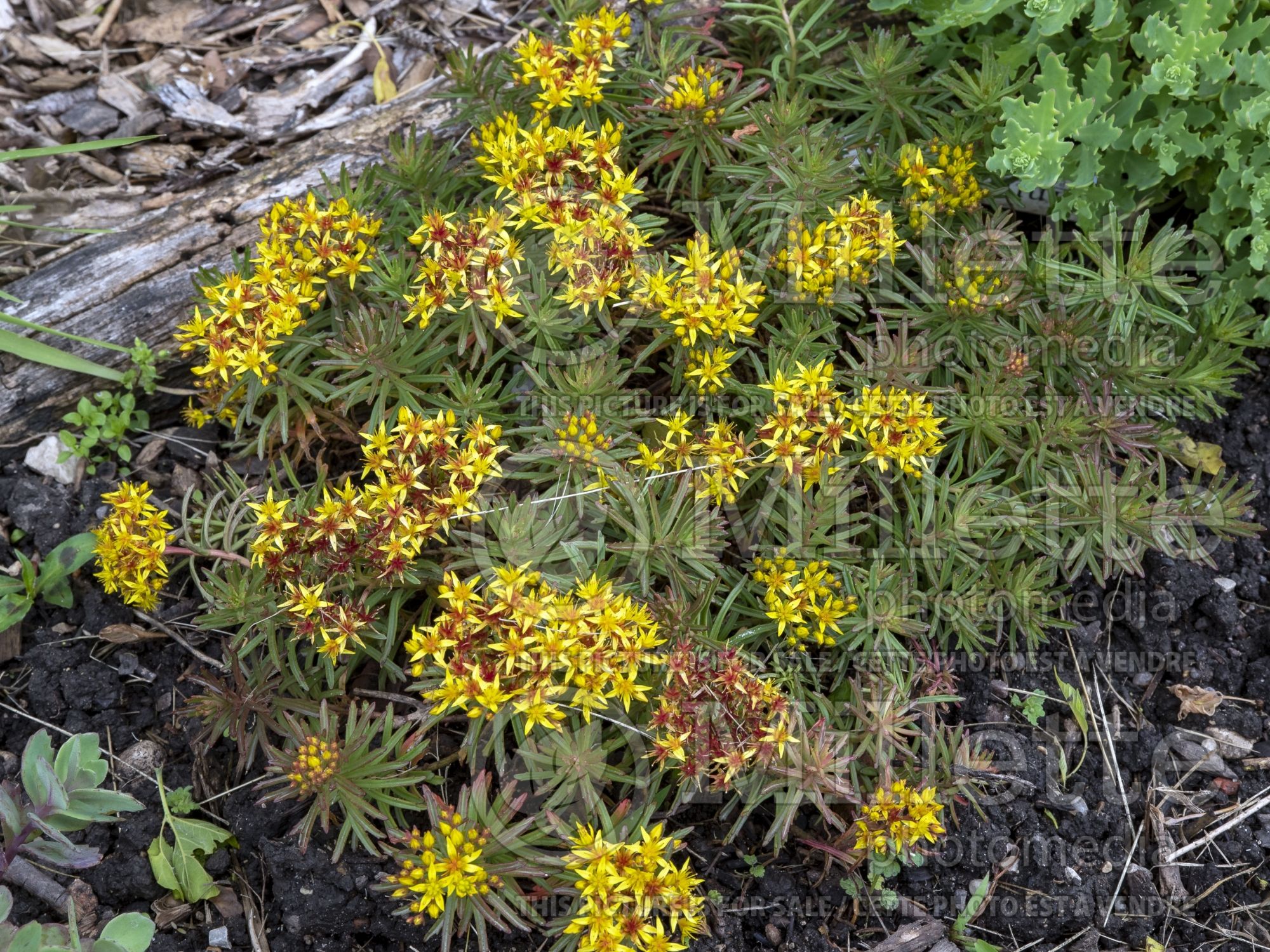 Sedum aka Phedimus middendorfianum striatum (Stonecrop) 1