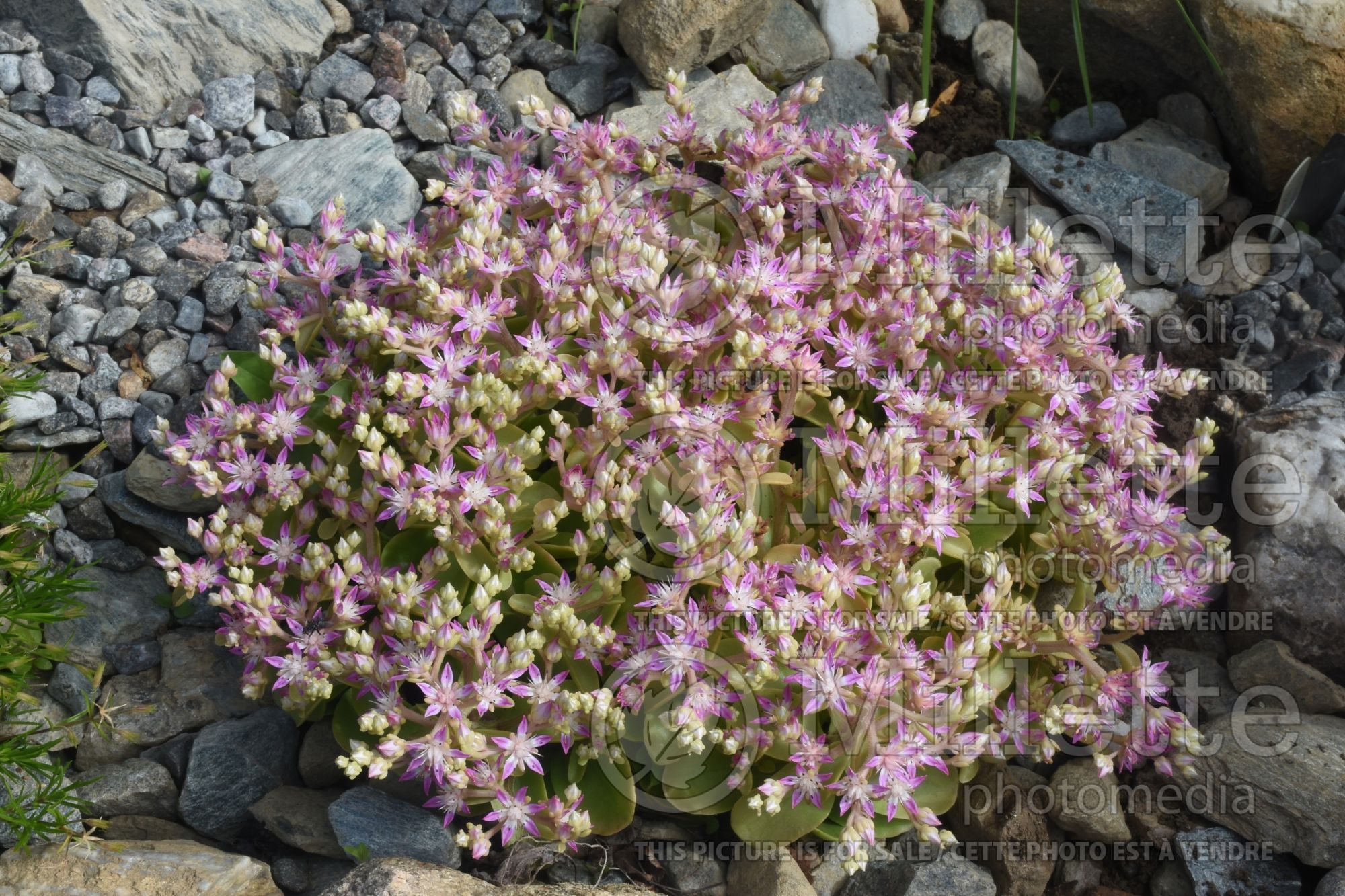 Sedum aka Phedimus Listoniae (Stonecrop) 1