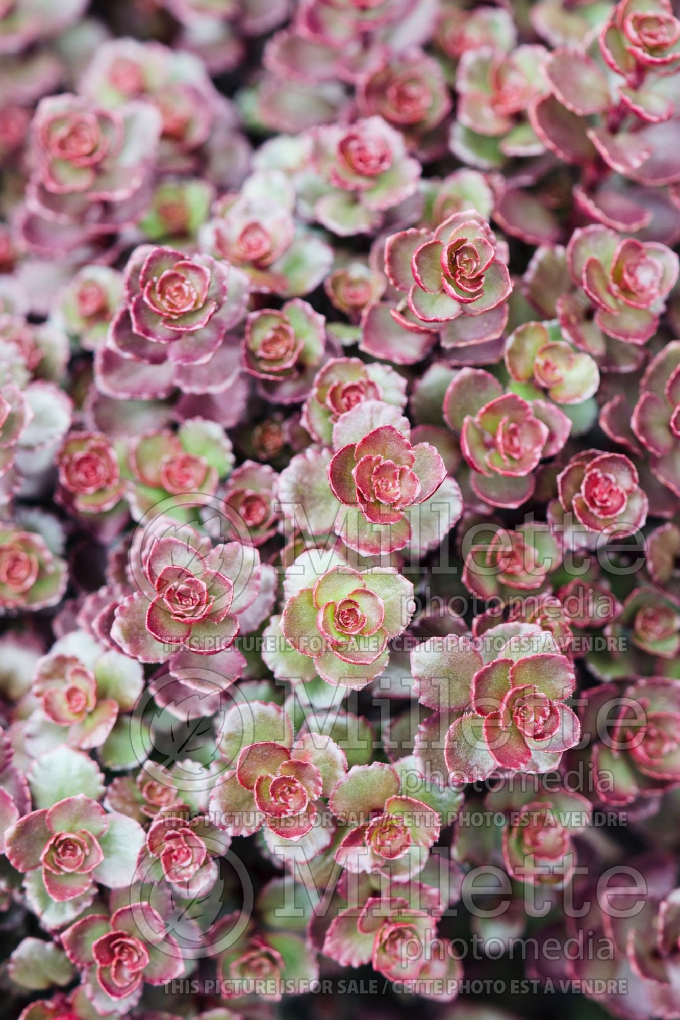 Sedum Bronze Carpet (Stonecrop) 1