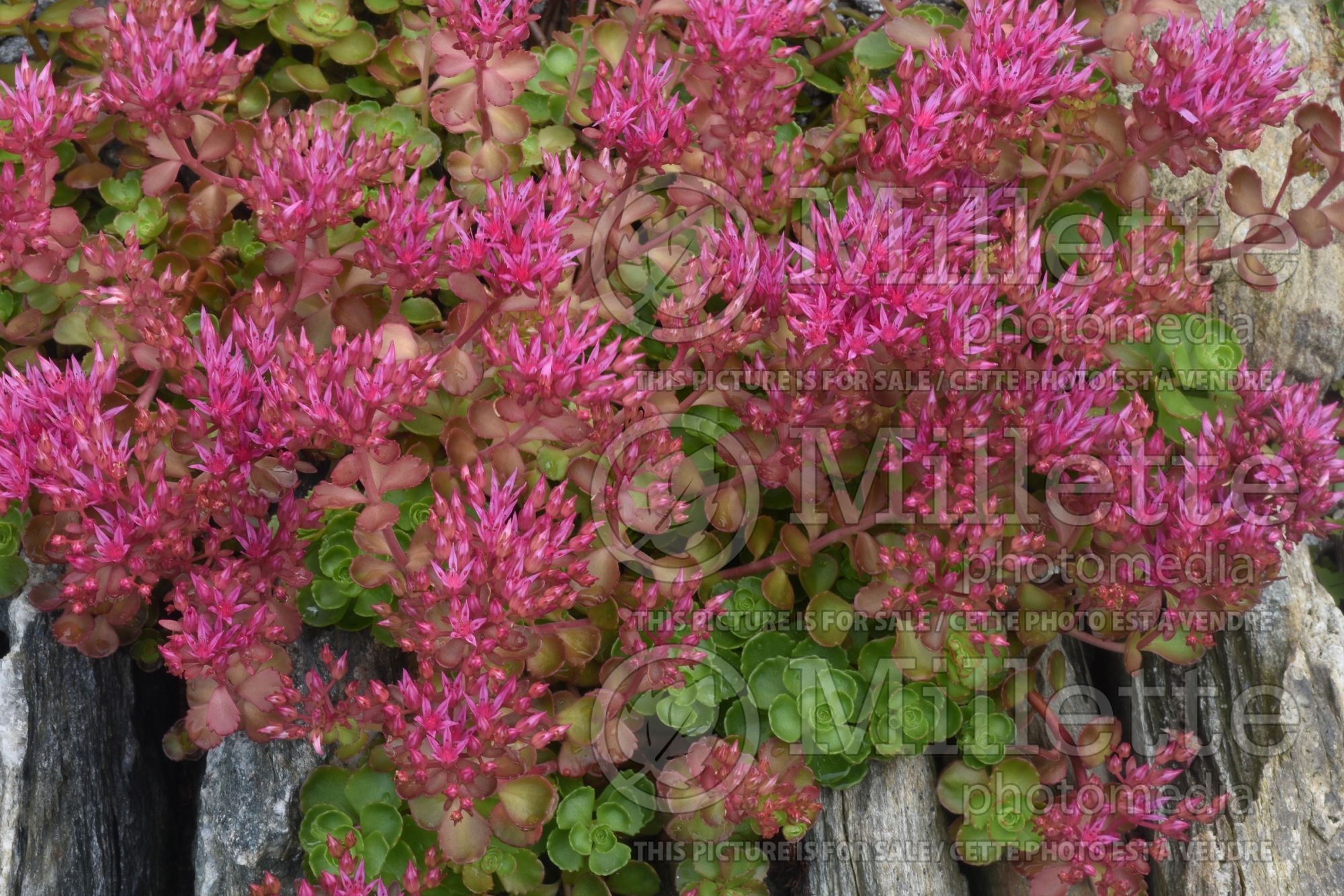 Sedum Fireglow aka Fuldaglut (Stonecrop) 3