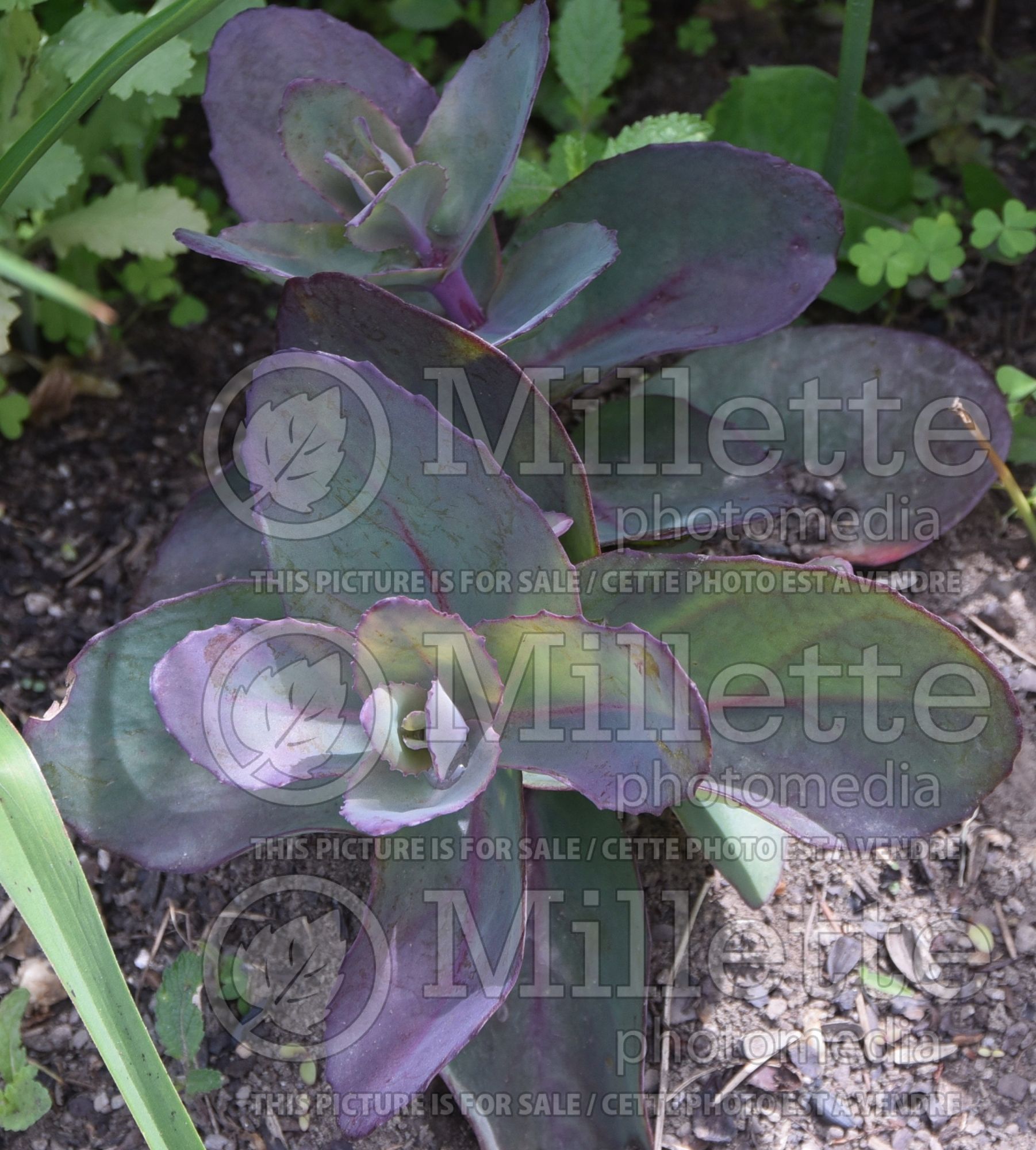 Sedum SunSparkler Blue Pearl (Stonecrop) 1
