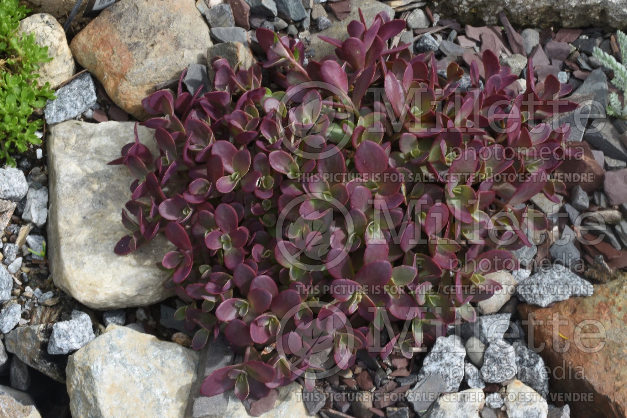 Sedum SunSparkler Firecracker (Stonecrop) 3
