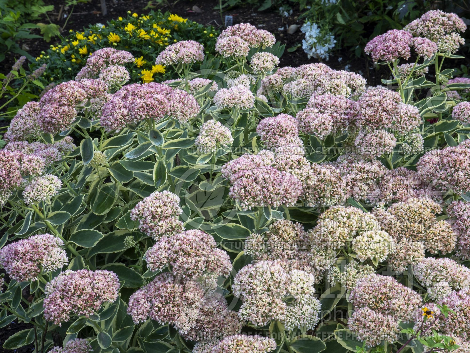 Sedum Autumn Charm (Stonecrop) 2
