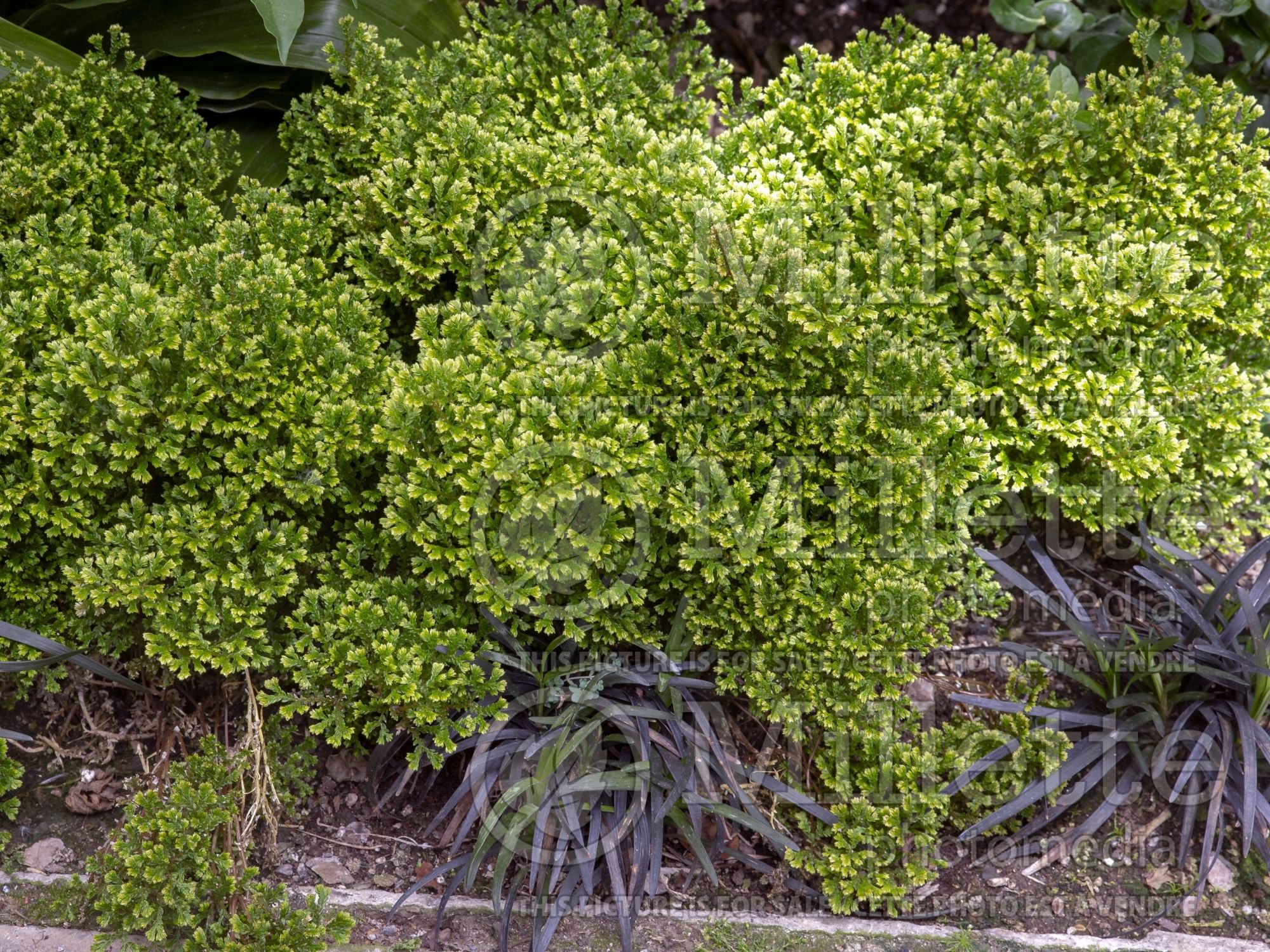 Selaginella Avatar (Club moss) 3