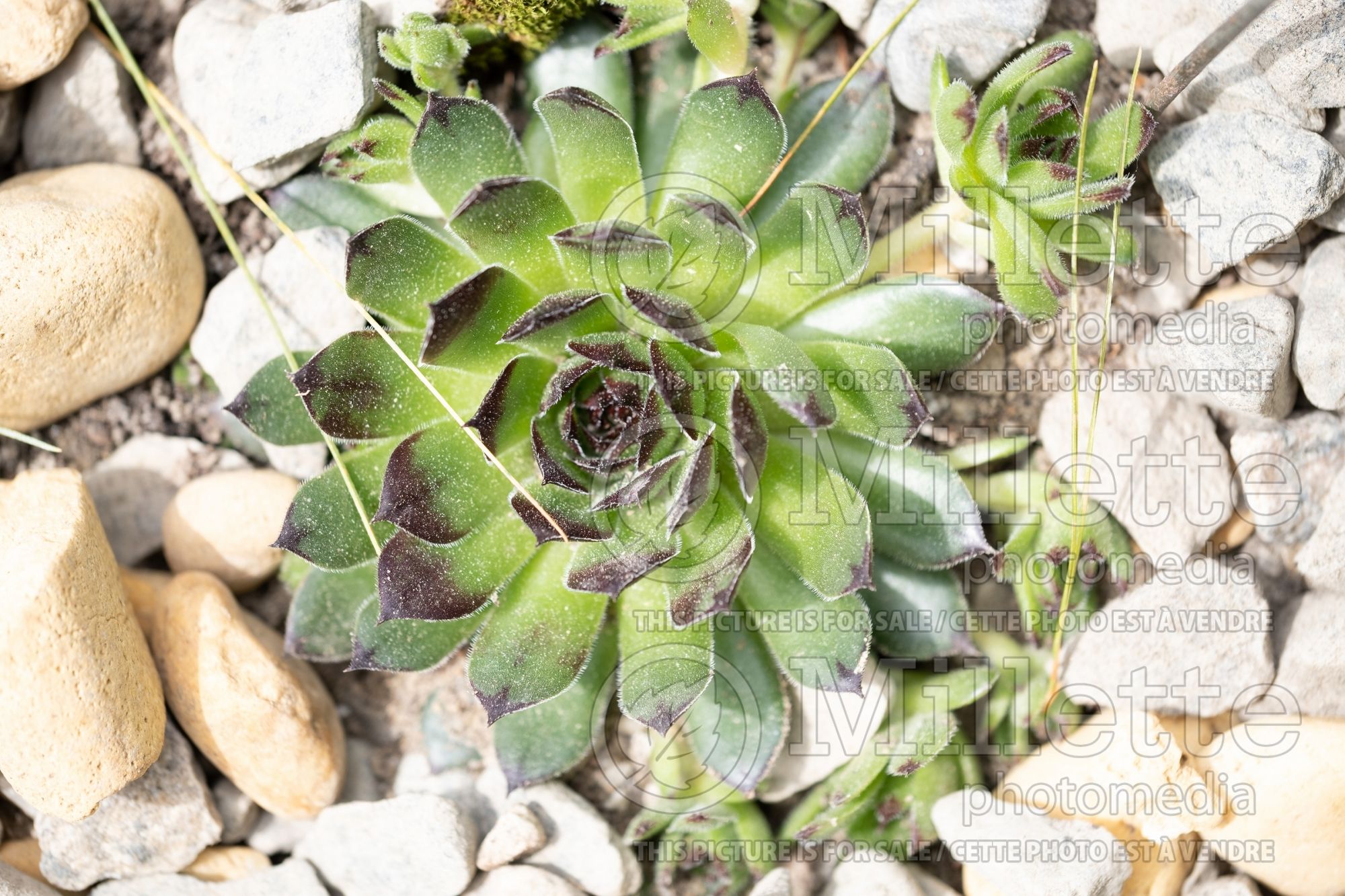 Sempervivum Chick Charms Appletini (Hens & Chicks) 1