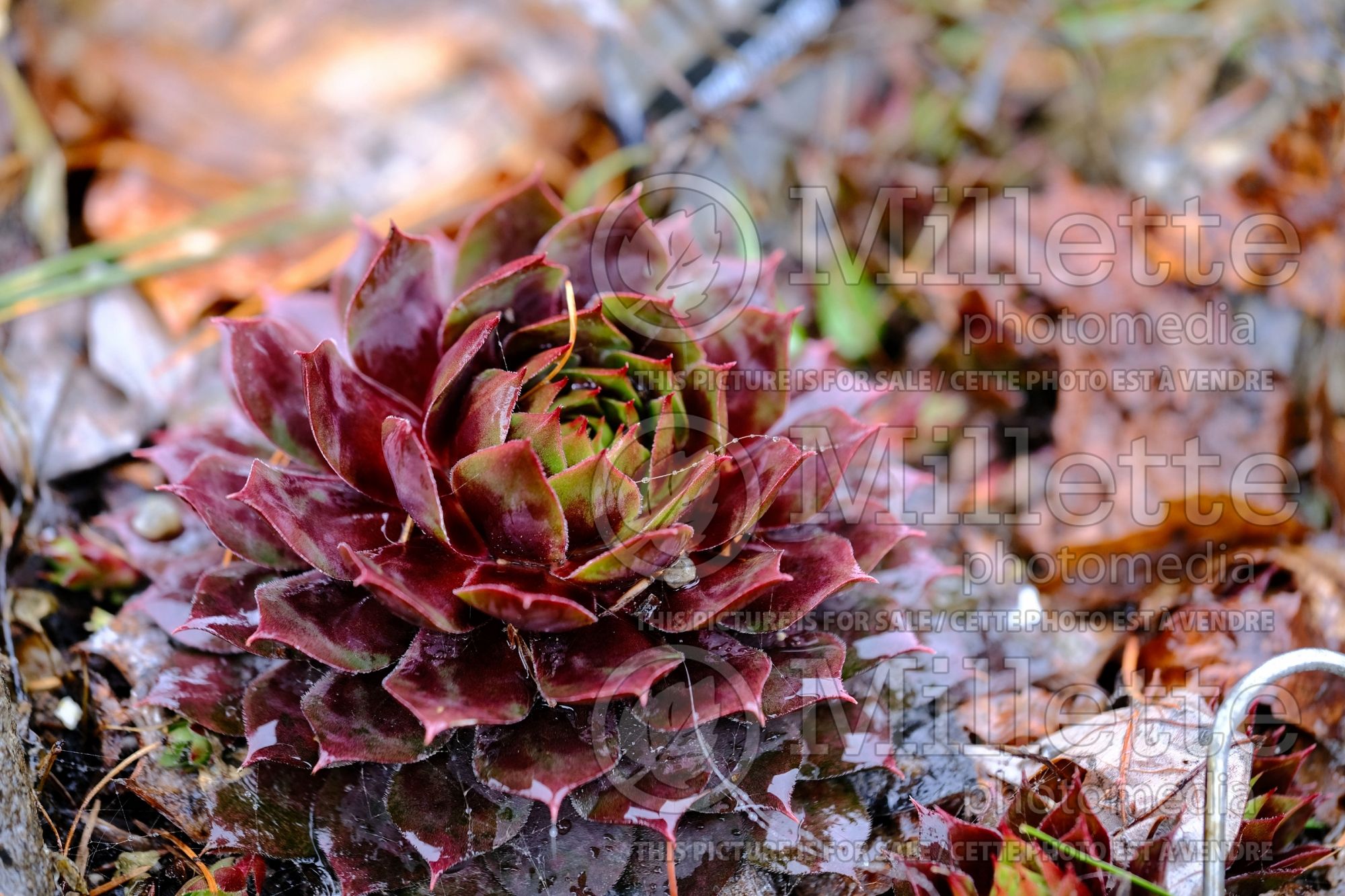Sempervivum Chick Charms Cranberry Cocktail (Houseleeks Hen and Chicks) 2