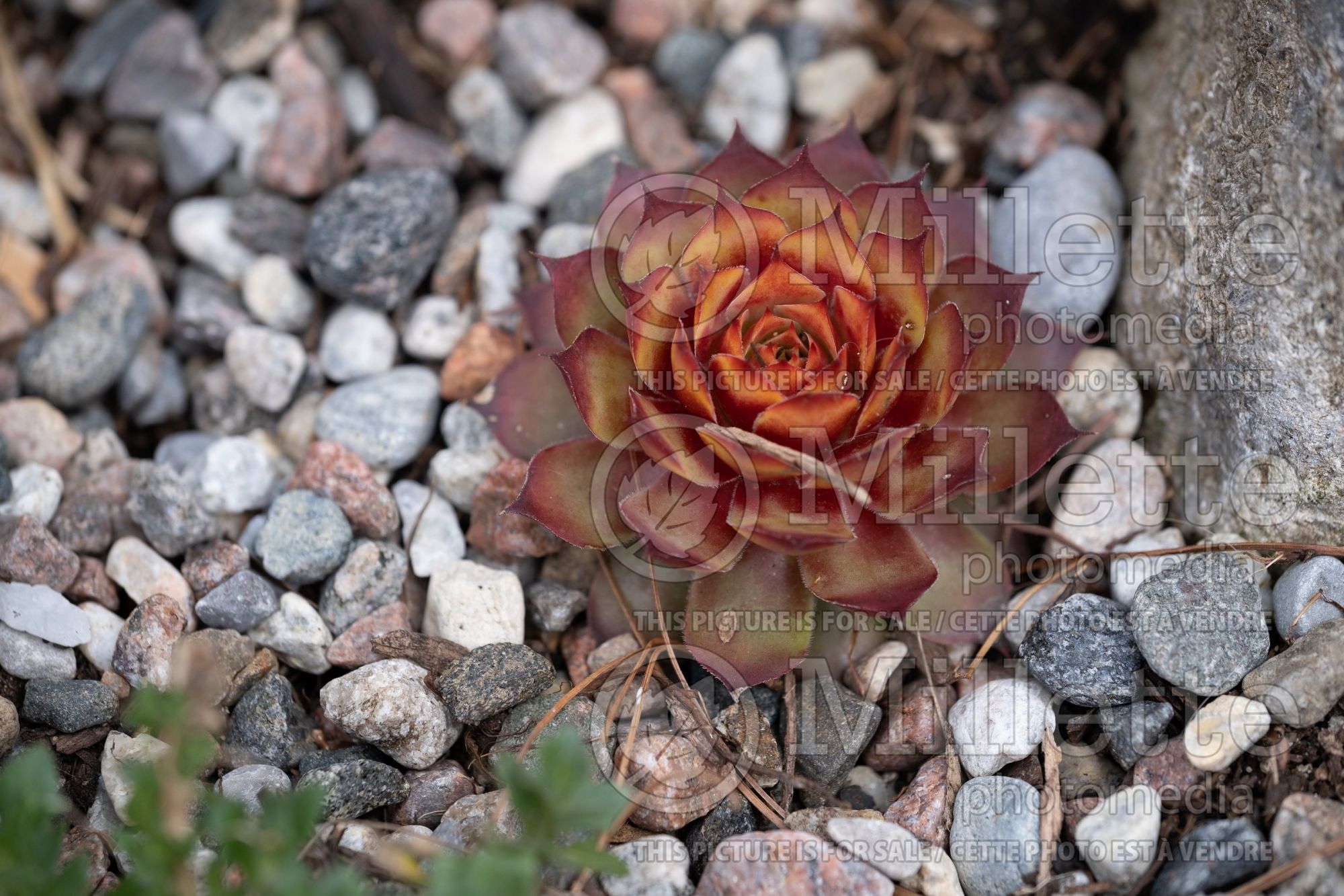 Sempervivum Chick Charms Gold Nugget (Houseleeks Hen and Chicks) 2