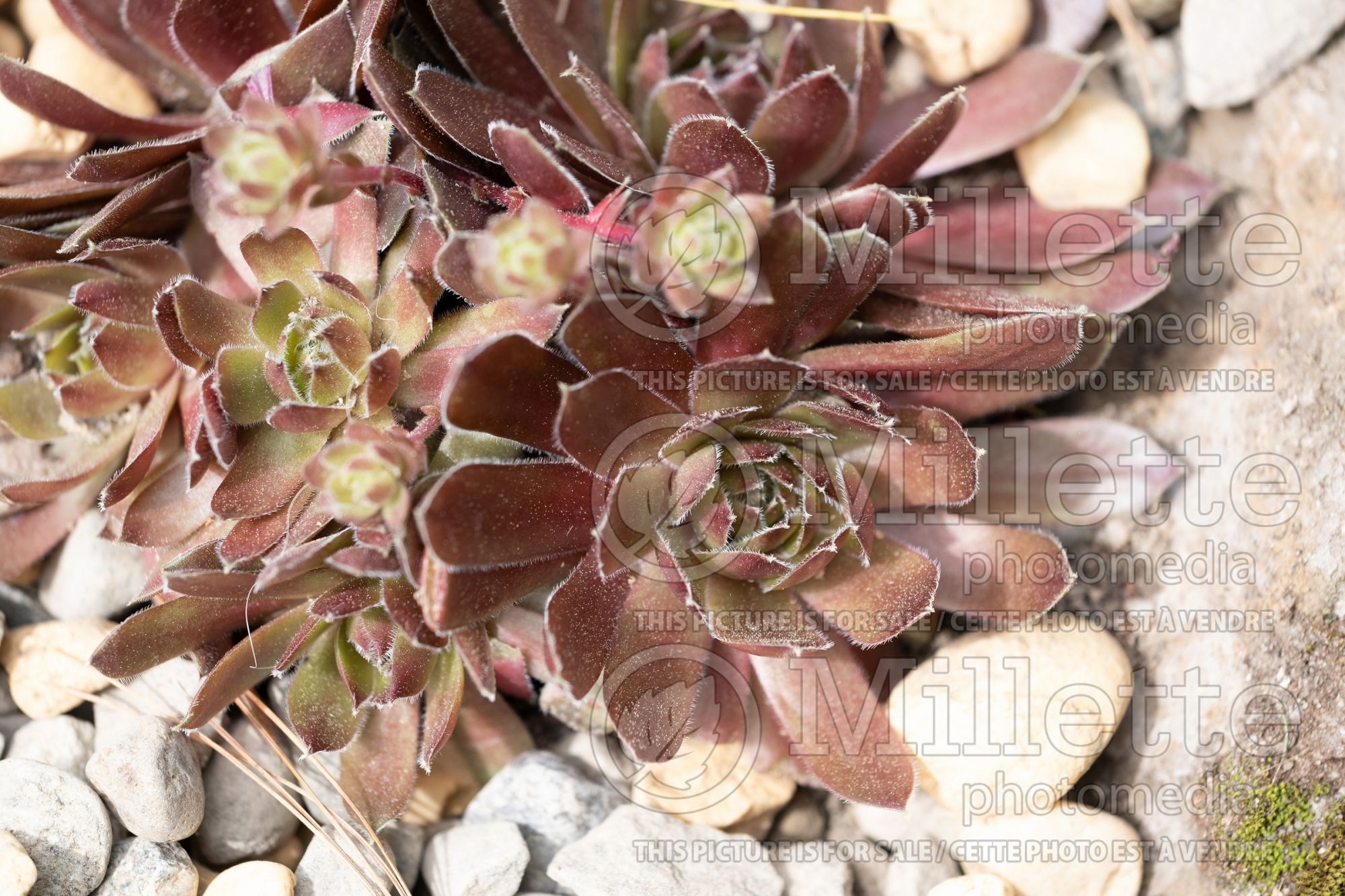 Sempervivum Commander Hay (Hens & Chicks) 1