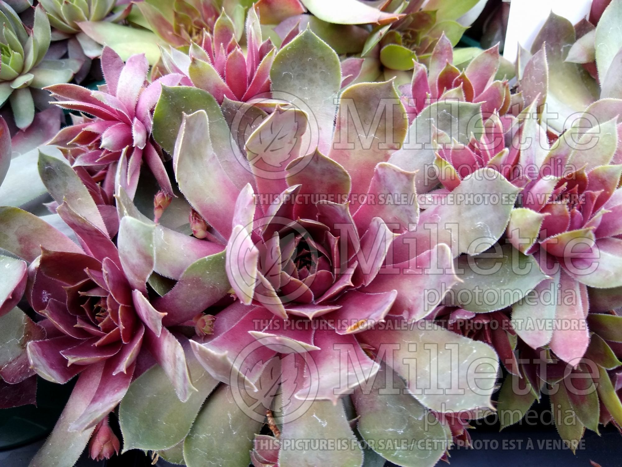 Sempervivum Shepherd's Warning (House Leek - Hens & Chicks) 1