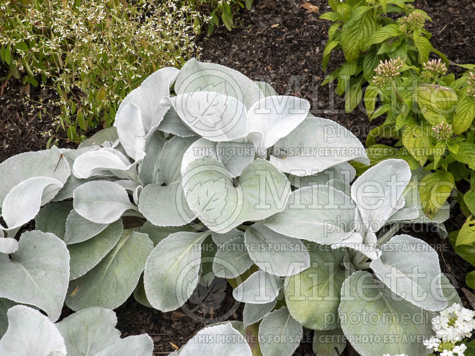 Senecio Angel Wings aka Senaw (Senecio) 3