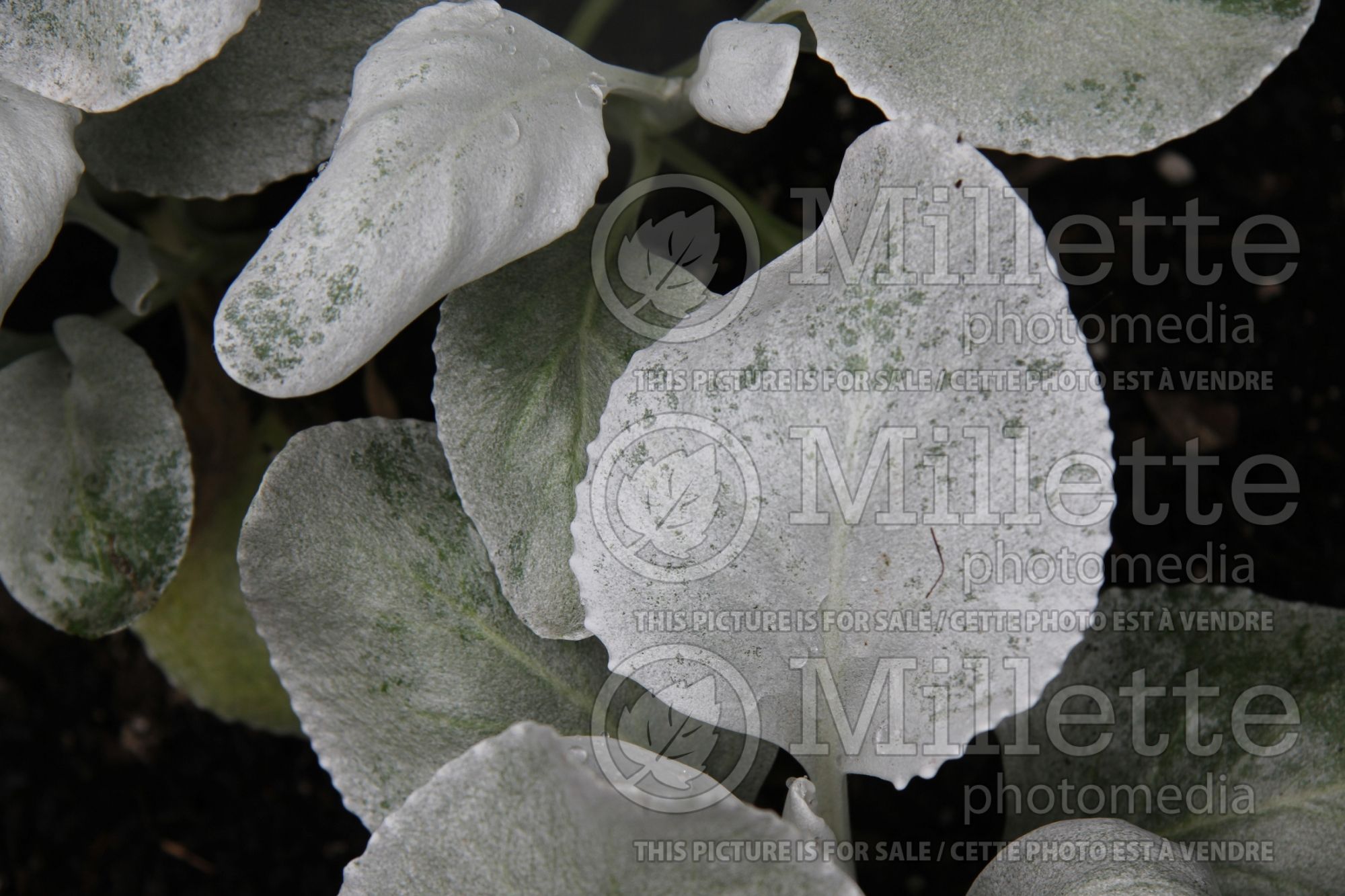 Senecio Angel Wings aka Senaw (Senecio) 2