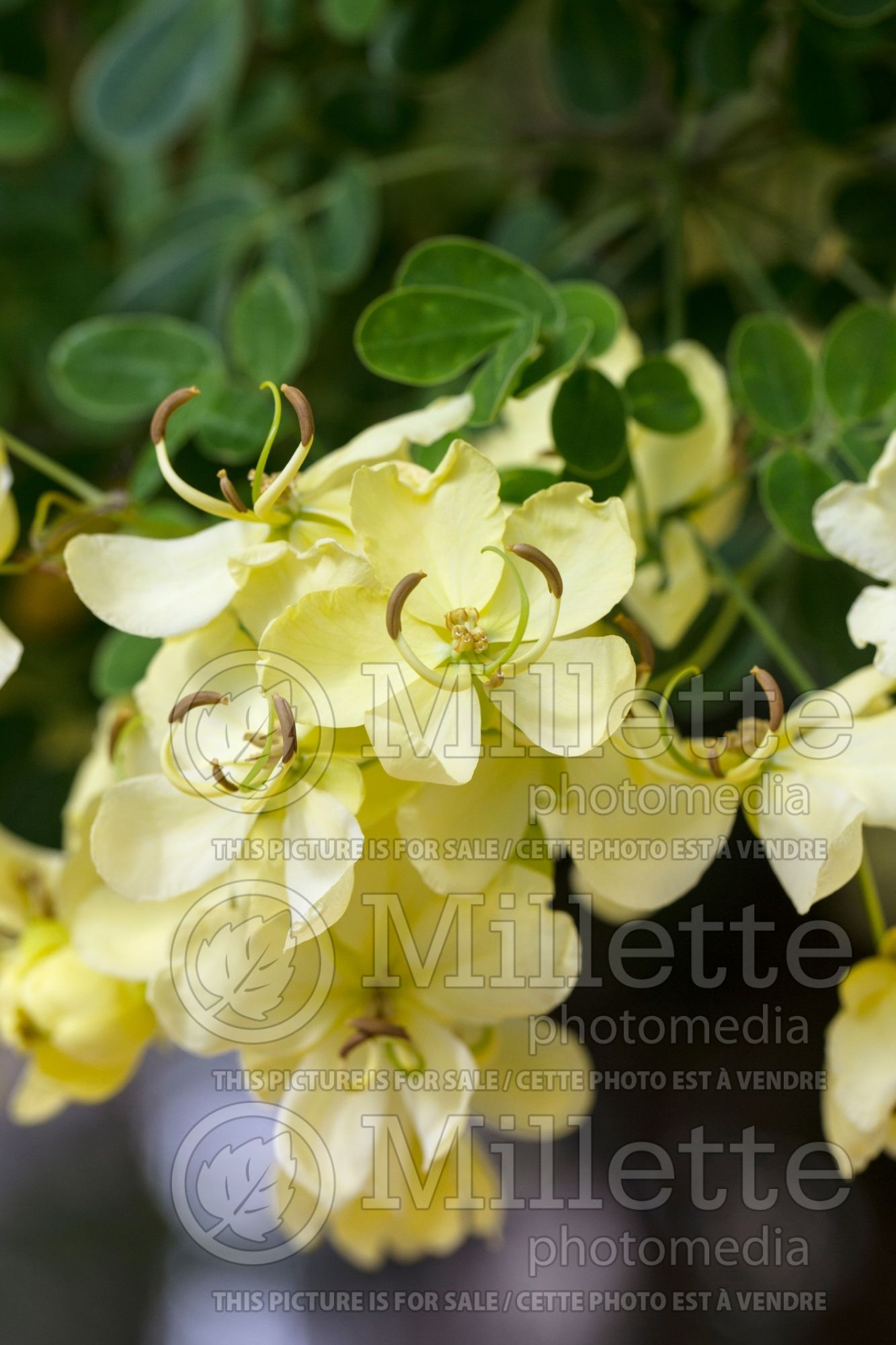 Senna Butter Cream aka Butter Cream (Winter Cassia) 2