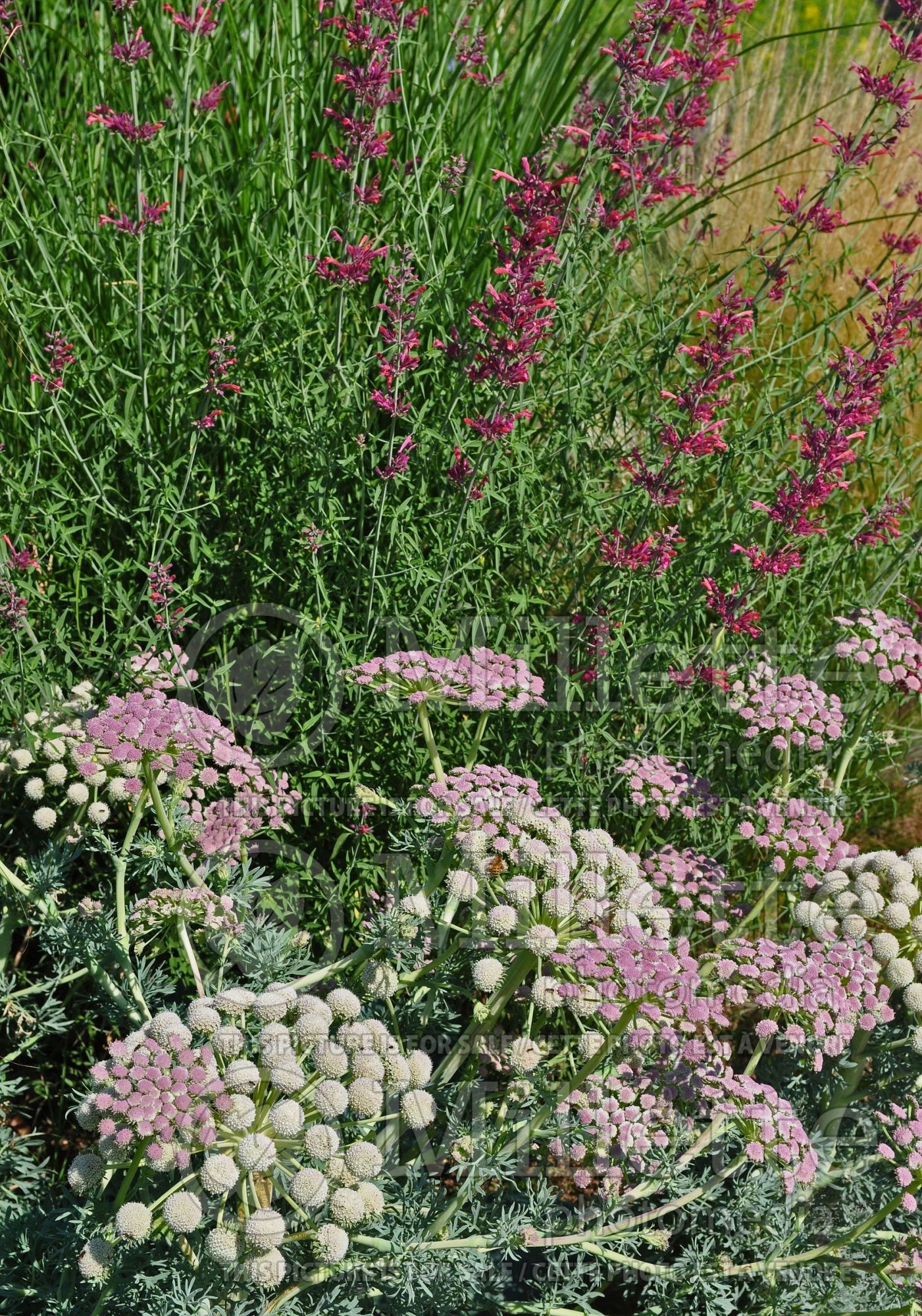 Seseli gummiferum (moon carrot) 1