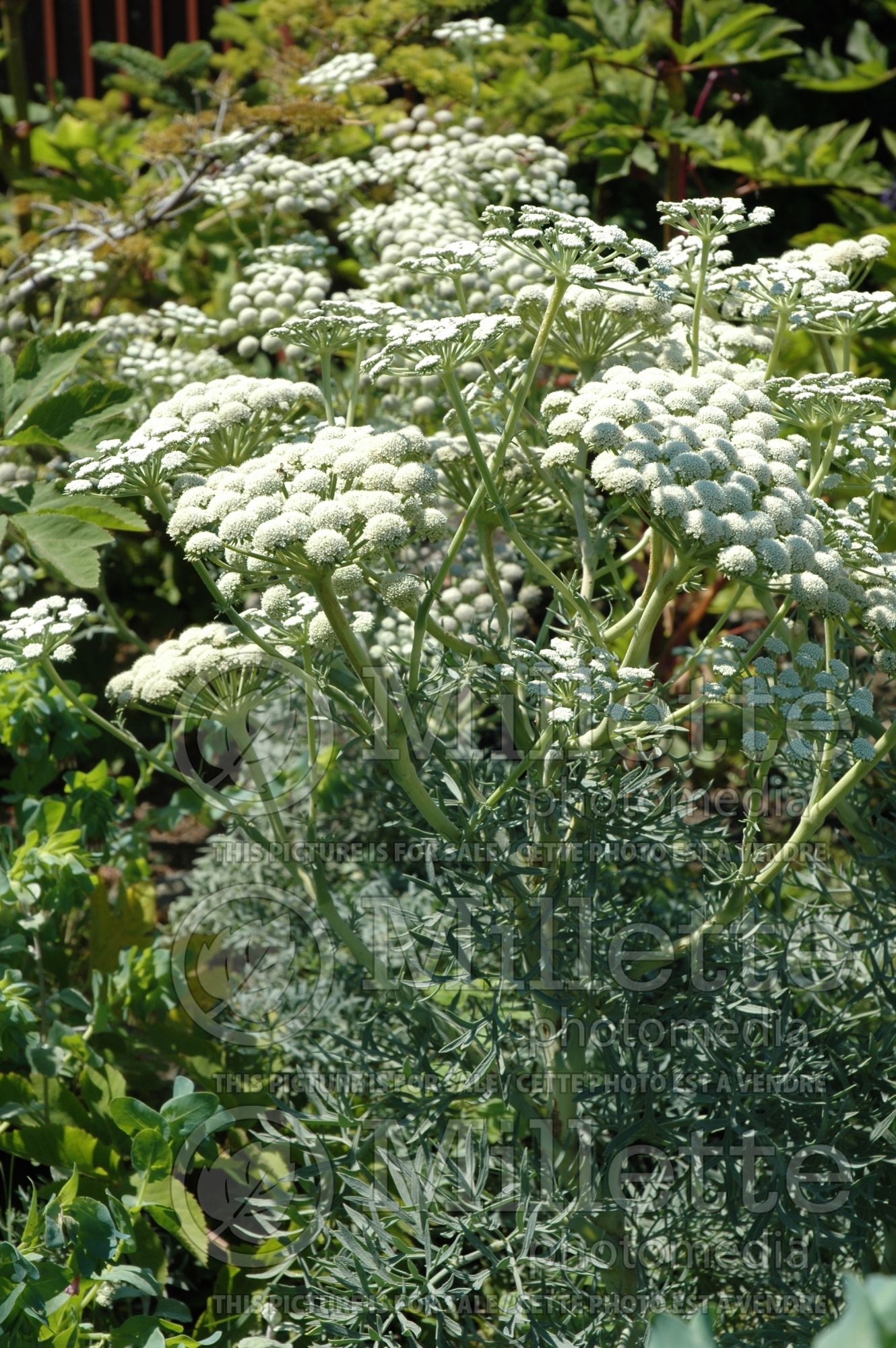 Seseli gummiferum (moon carrot) 3