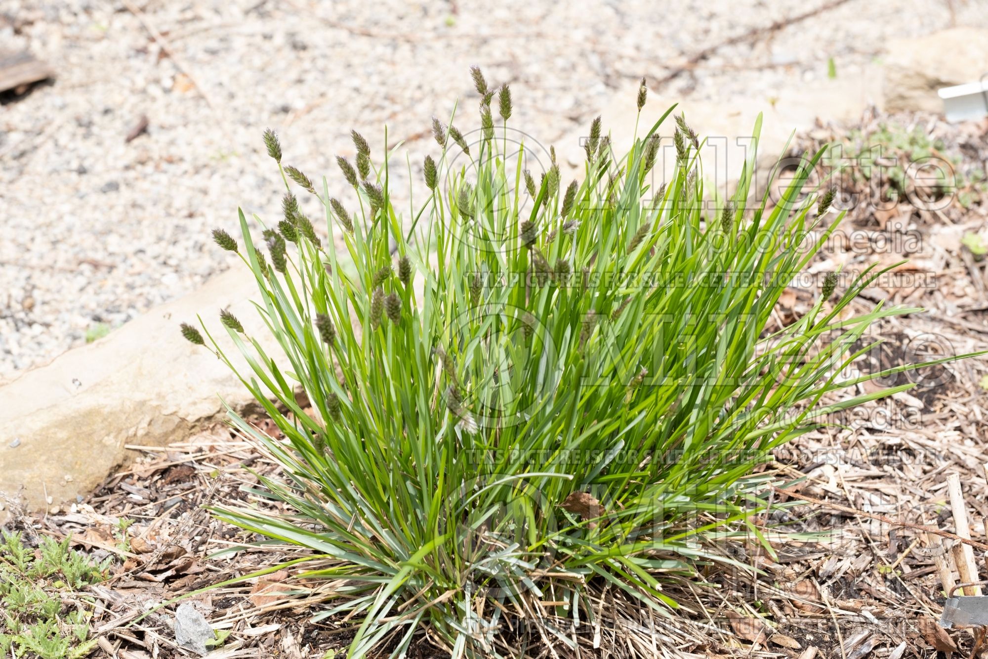 Sesleria heufleriana (Blue green Moor Grass) 2