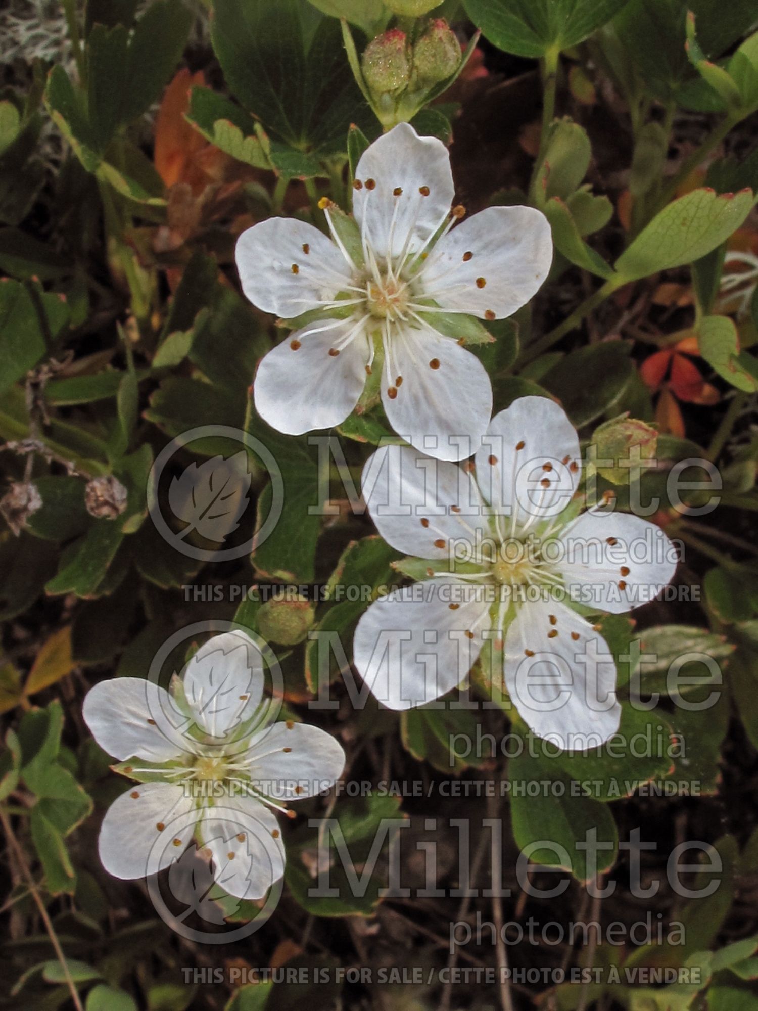 Sibbaldiopsis tridentata (three-toothed-cinquefoil) 1