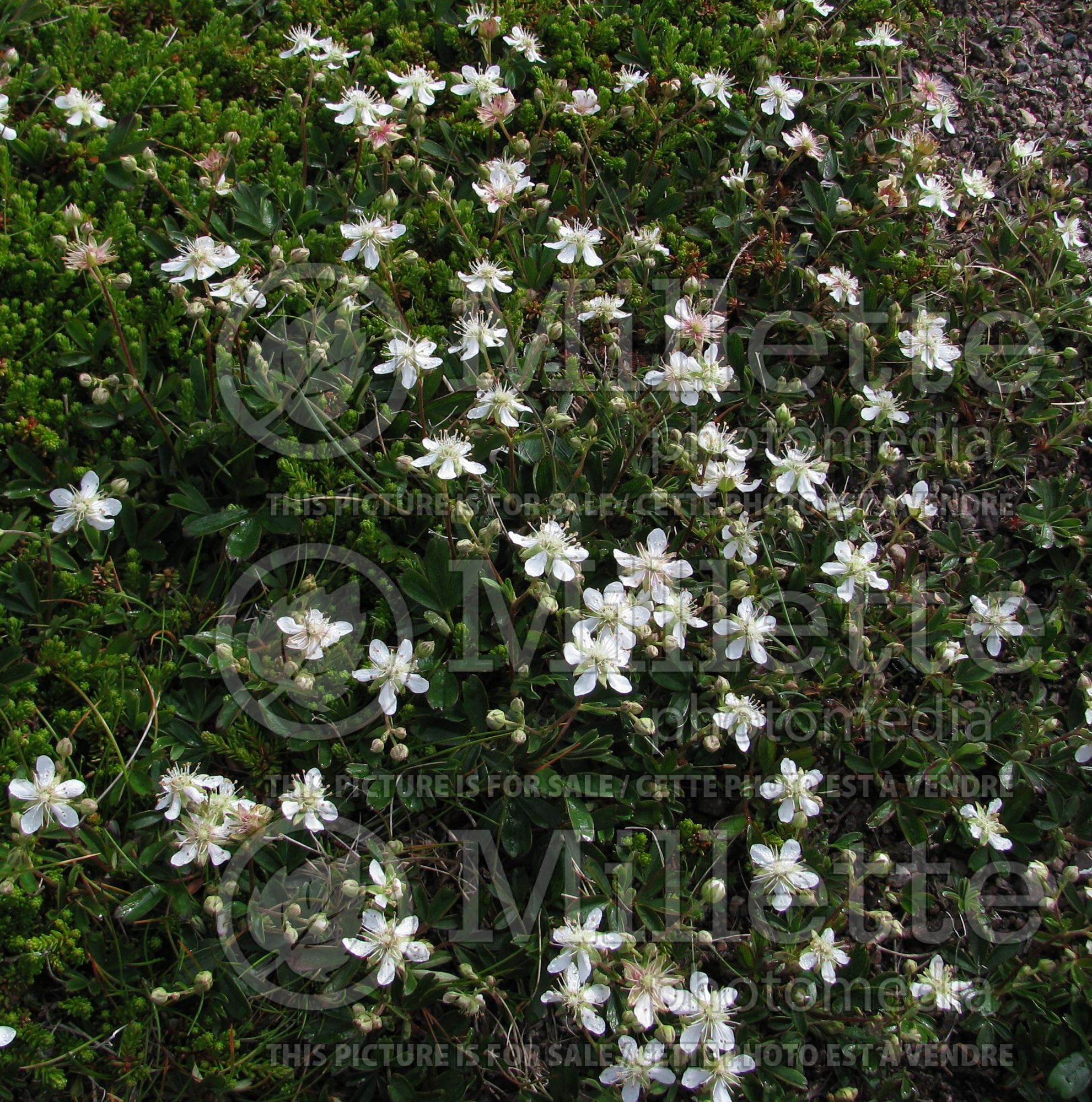 Sibbaldiopsis tridentata (three-toothed-cinquefoil) 3