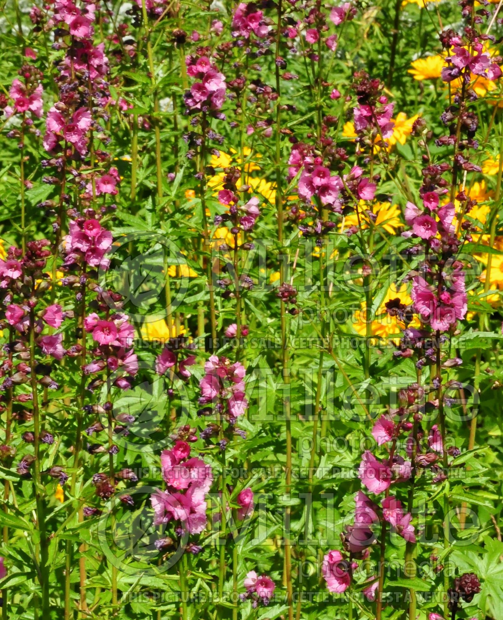 Sidalcea hendersonii (Henderson's checker-mallow) 1