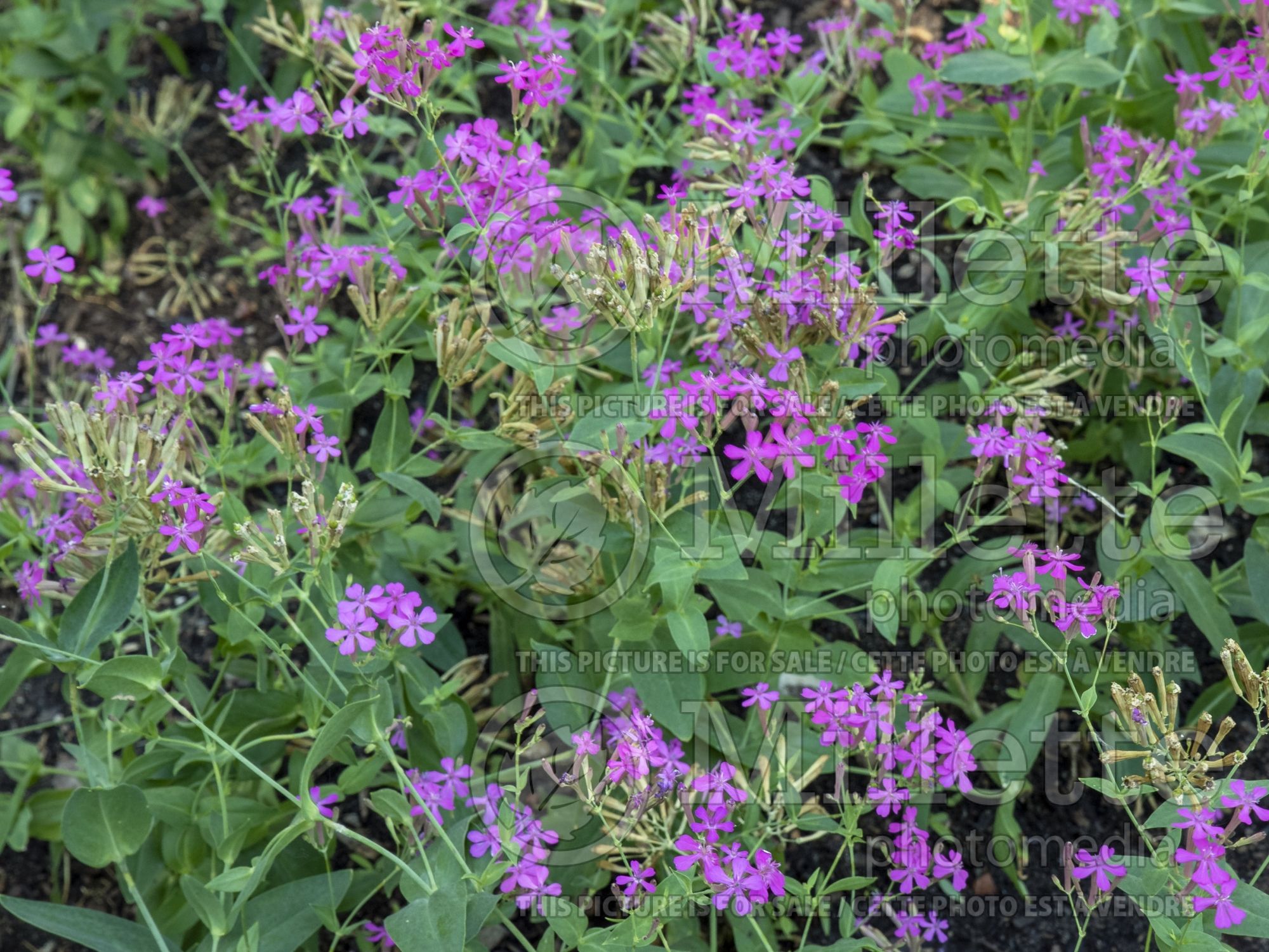 Silene armeria (sweet William silene catchfly) 2