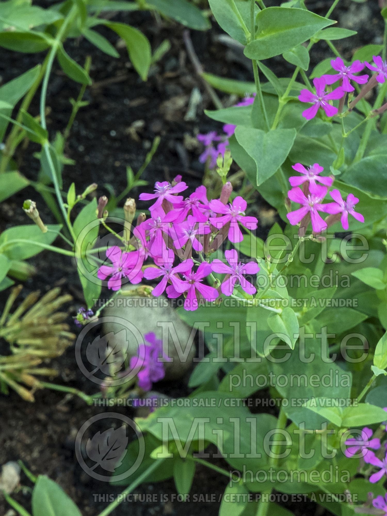 Silene armeria (sweet William silene catchfly) 3