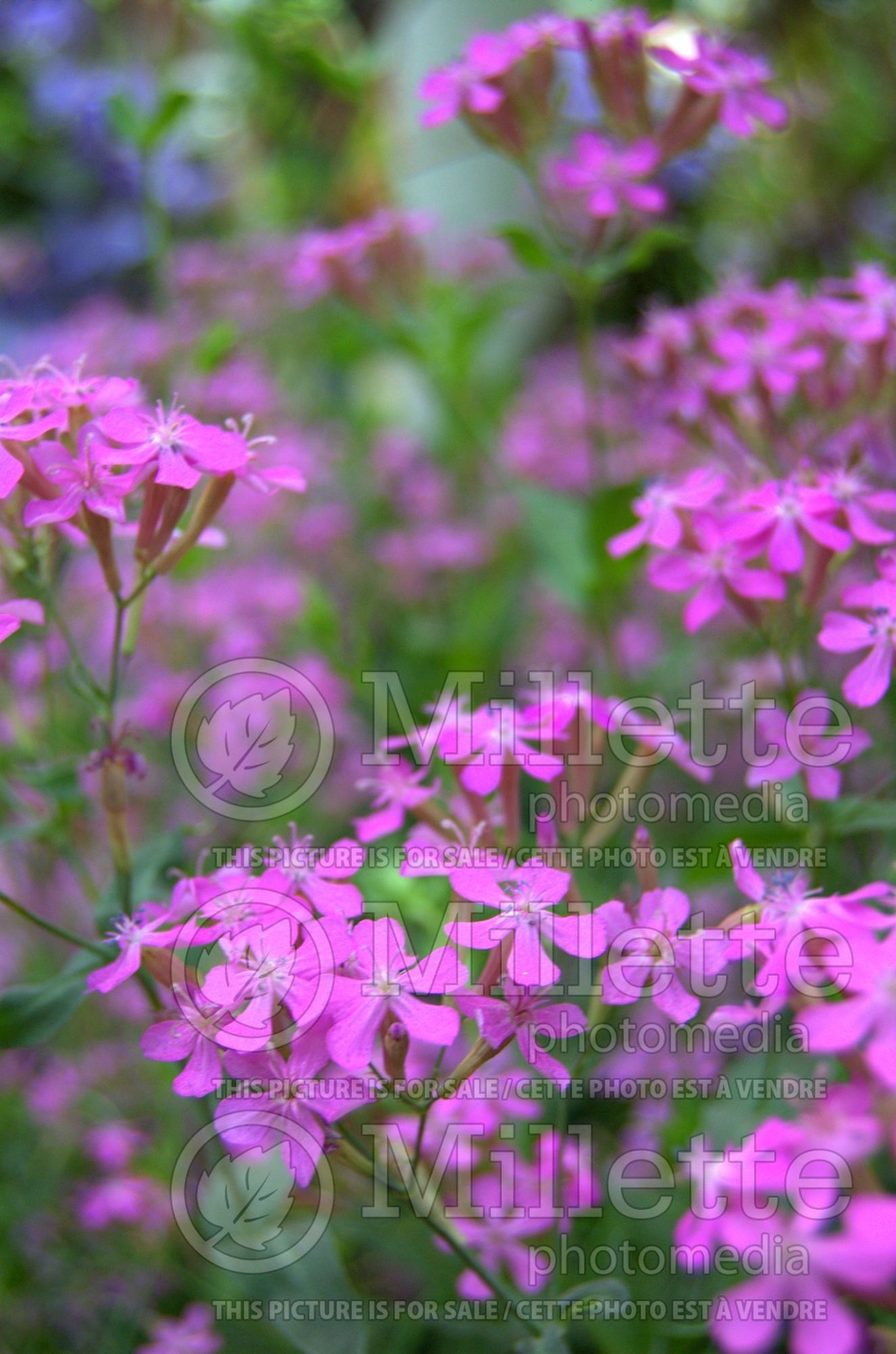 Silene armeria (sweet William silene catchfly) 1