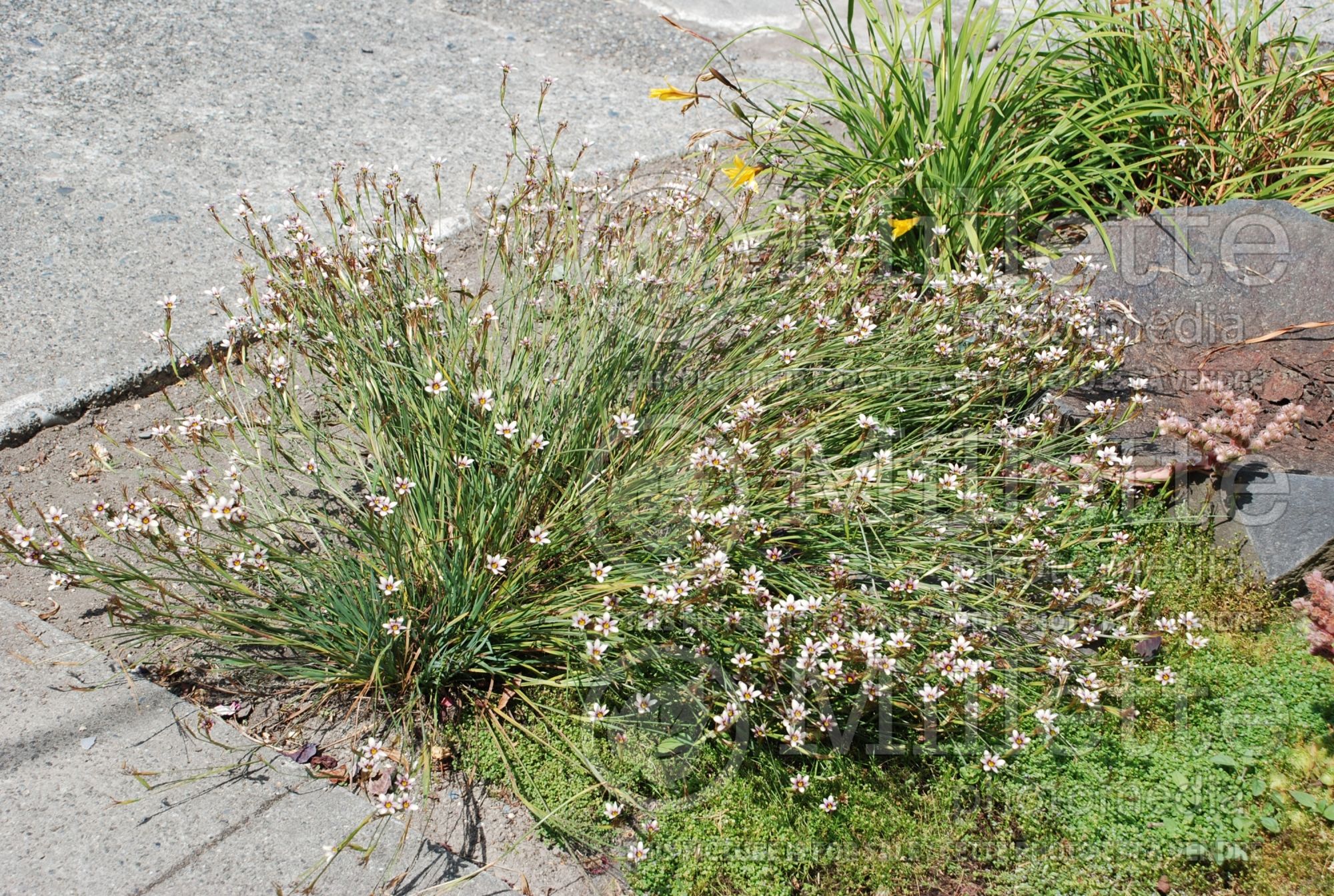 Sisyrinchium idahoense (Idaho blue-eyed grass) 1
