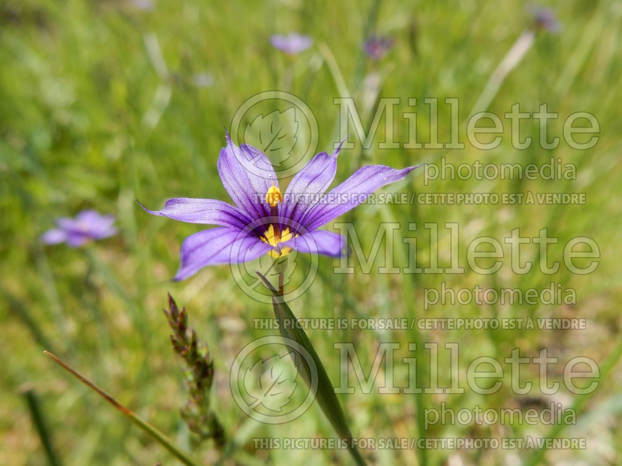 Sisyrinchium idahoense (Idaho blue-eyed grass) 2