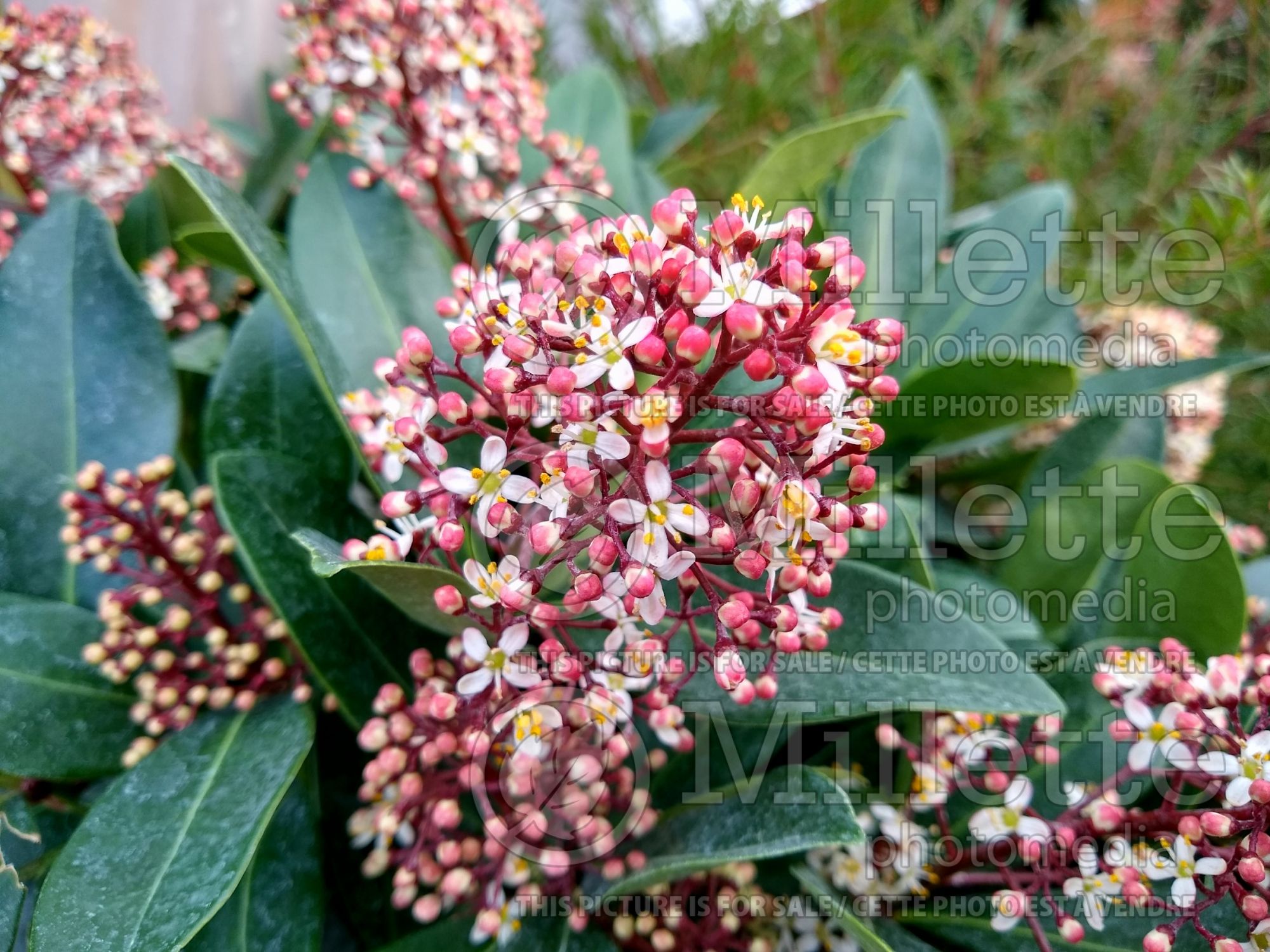Skimmia Rubella (Skimmia) 3