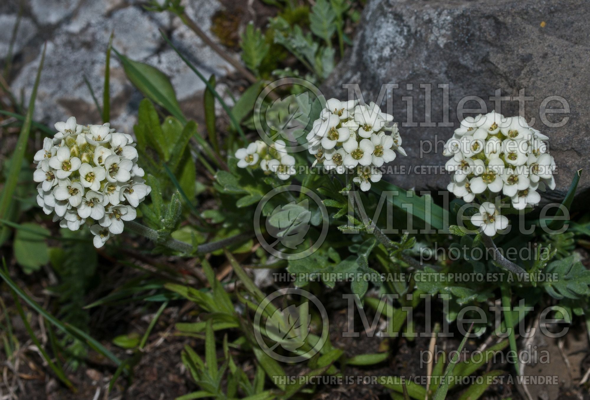 Smelowskia calycina (alpine smelowskia) 1