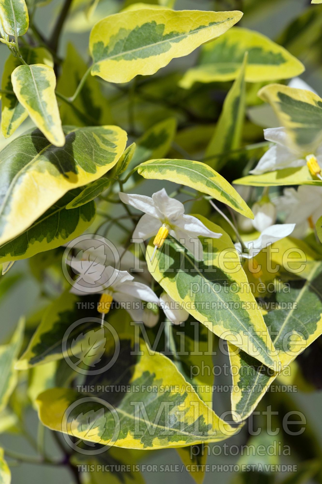 Solanum Variegata (Potato Vine) 1