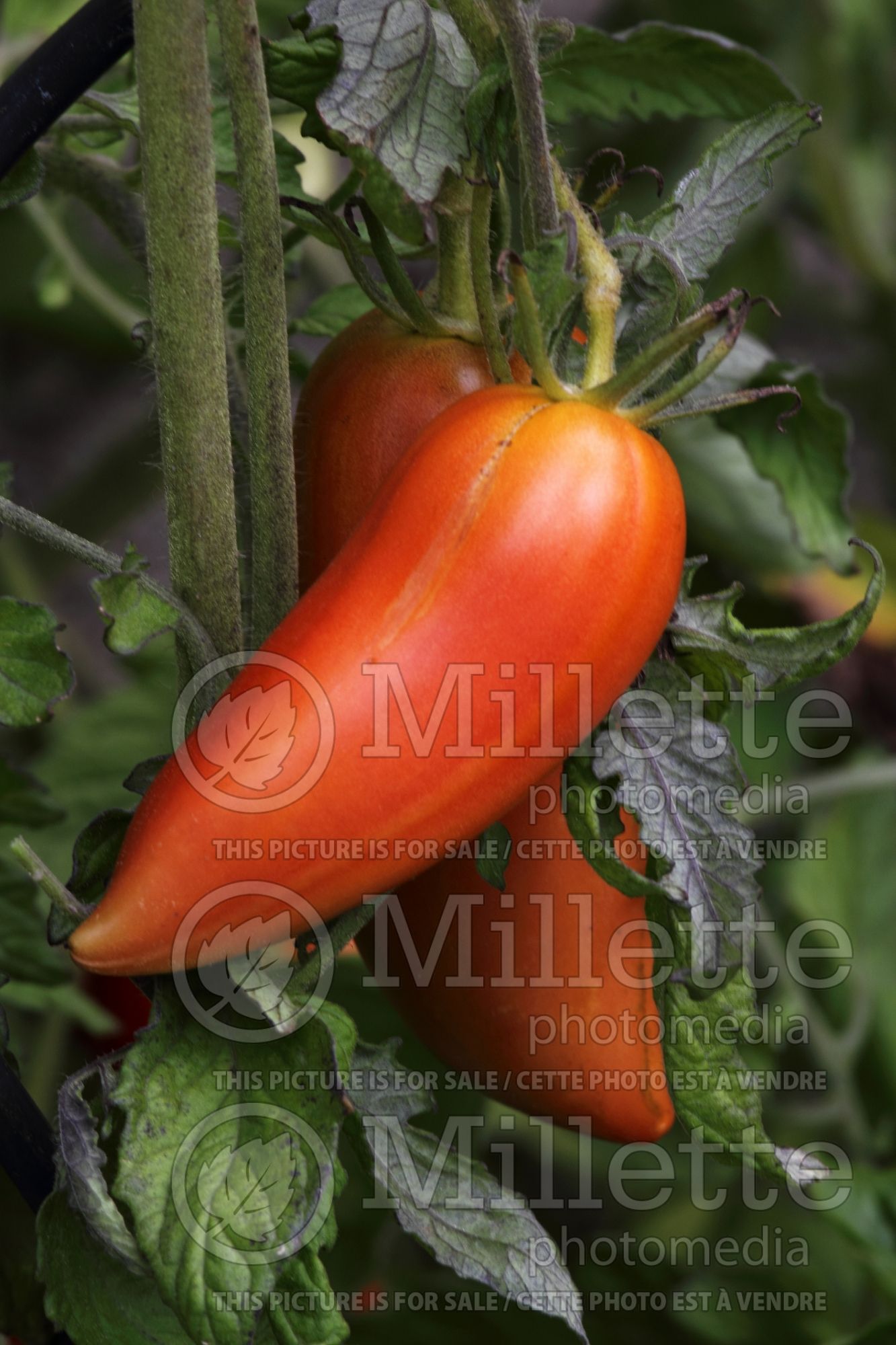 Solanum Andine Cornue aka Cornue des Andes (Tomato) 2