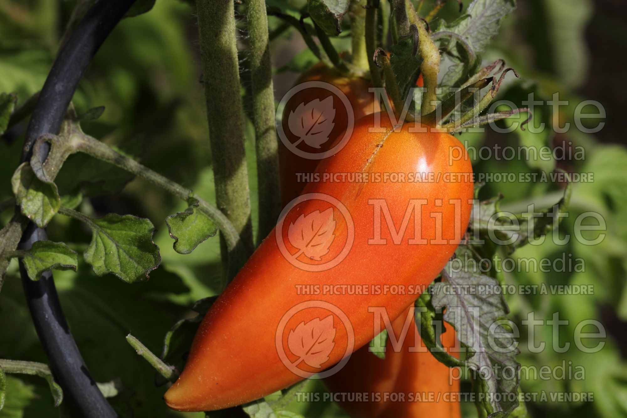 Solanum Andine Cornue aka Cornue des Andes (Tomato) 3