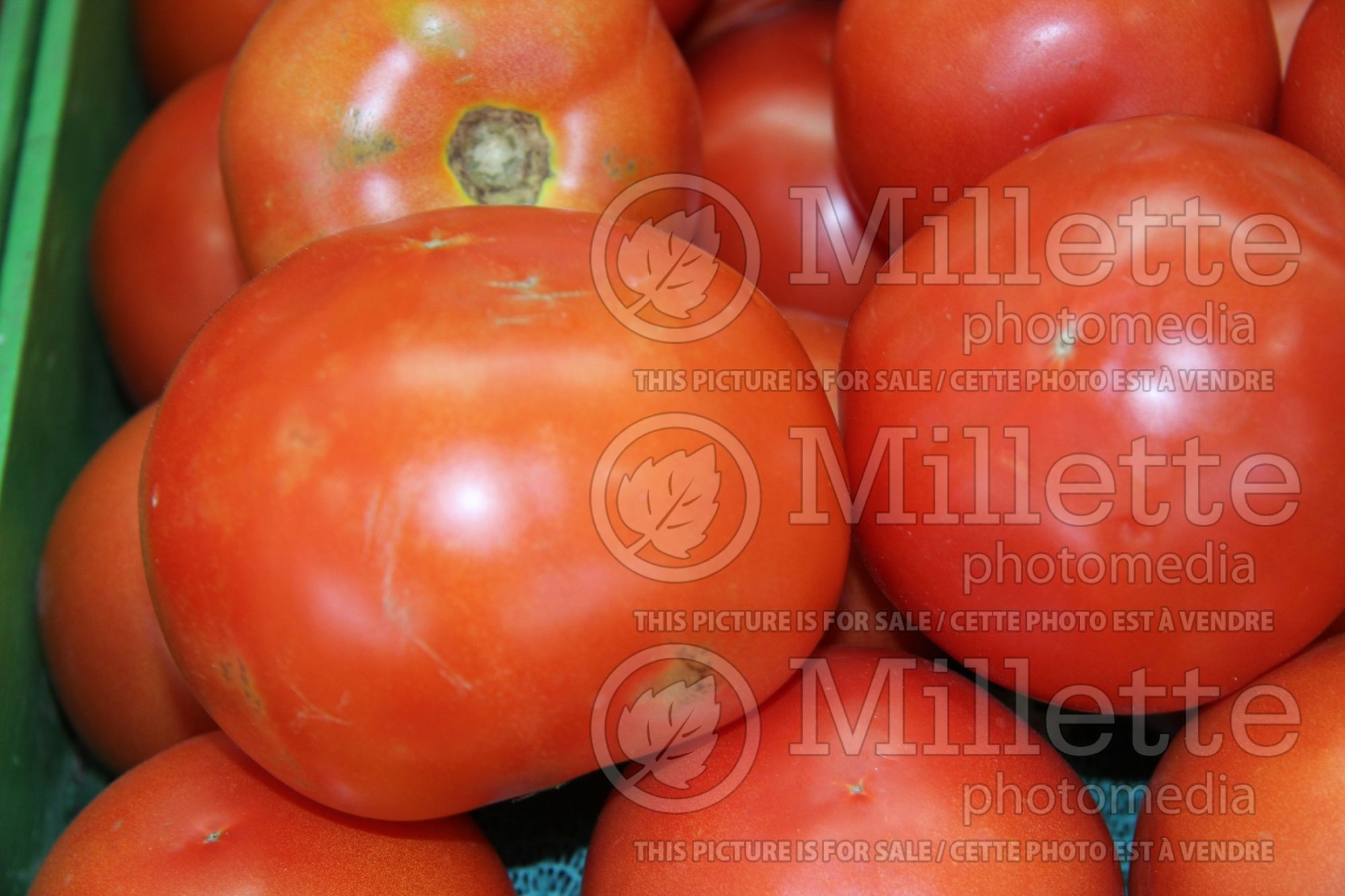 Solanum Beefsteak (Tomato vegetable) 1