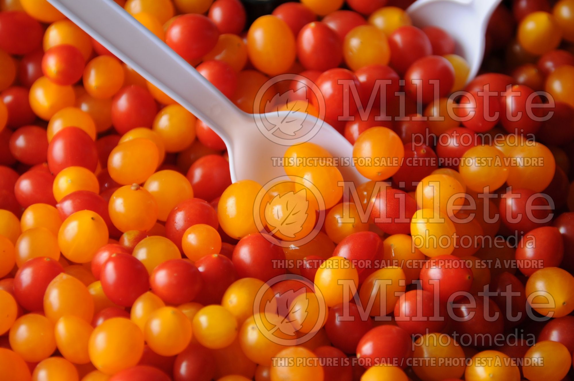 Solanum Bonbon (Cherry Tomato vegetable) 1