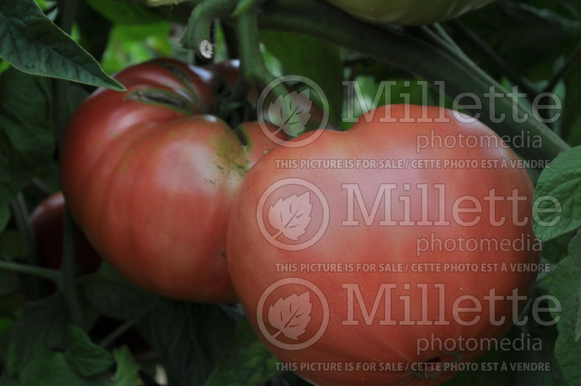 Solanum Brandywine (Tomato vegetable) 2