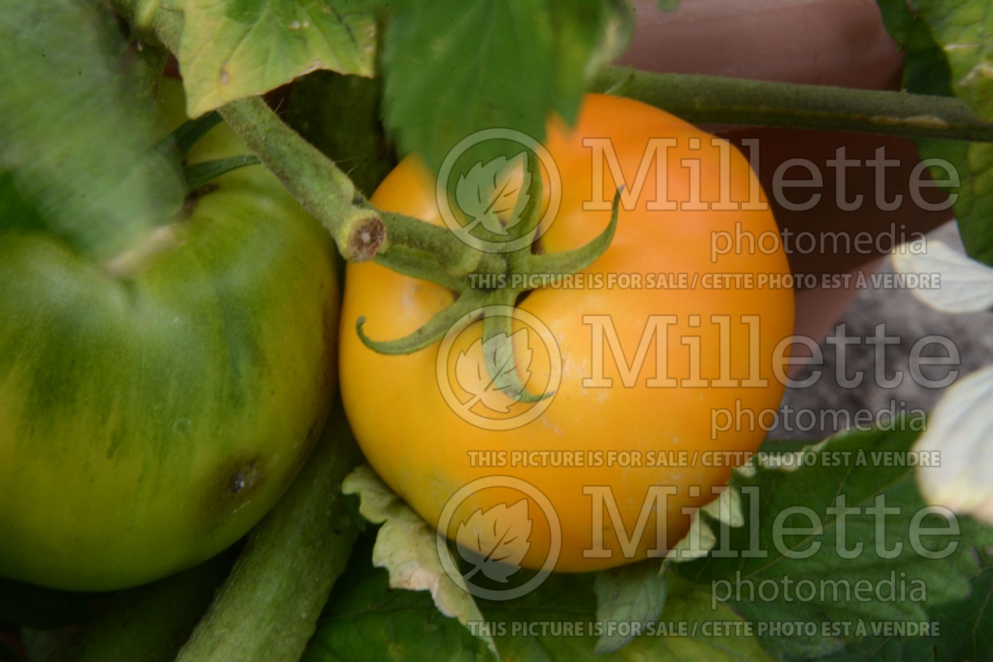 Solanum Chef’s Choice Orange (Tomato) 1