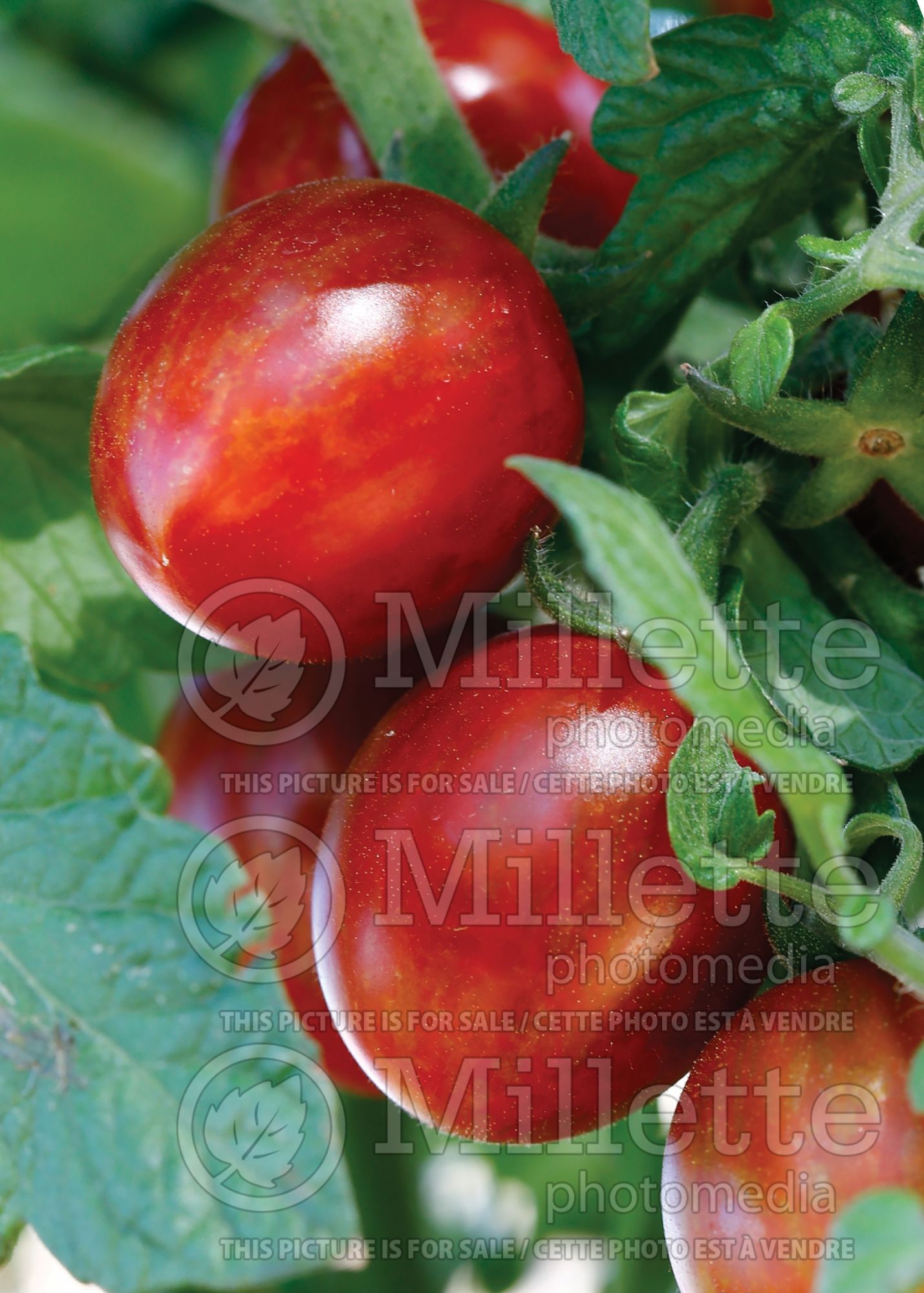 Solanum Chocolate Sprinkles (cherry Tomato vegetable) 4