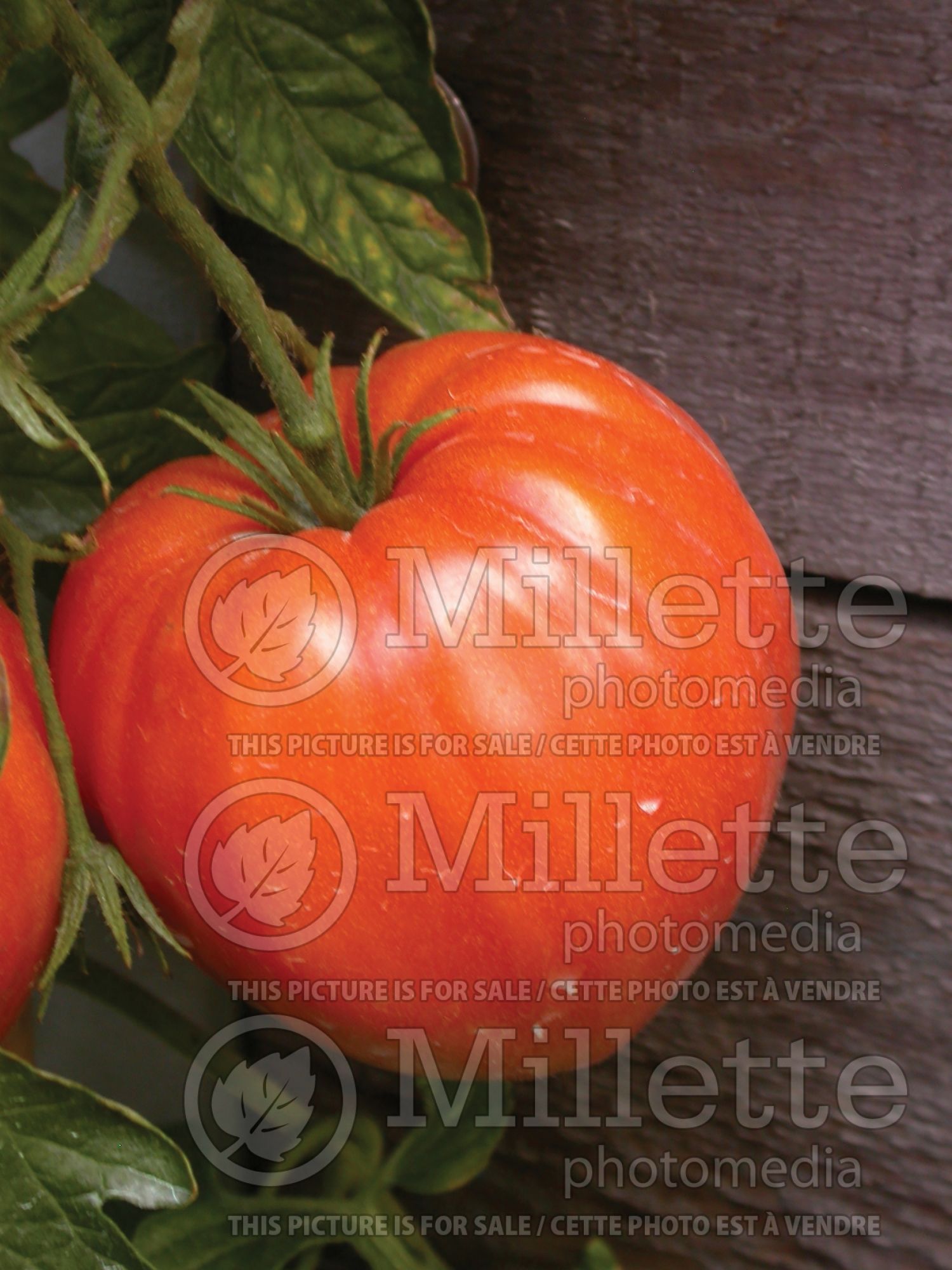 Solanum Cuore De Toro (Tomato) 1