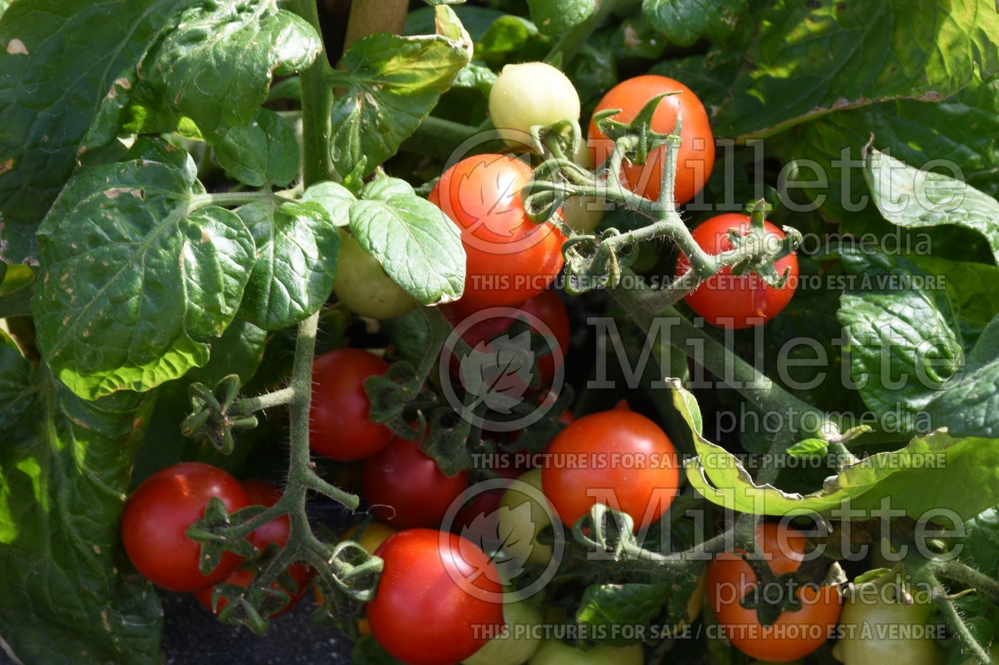 Solanum Goodhearted (Cherry Tomato vegetable) 1
