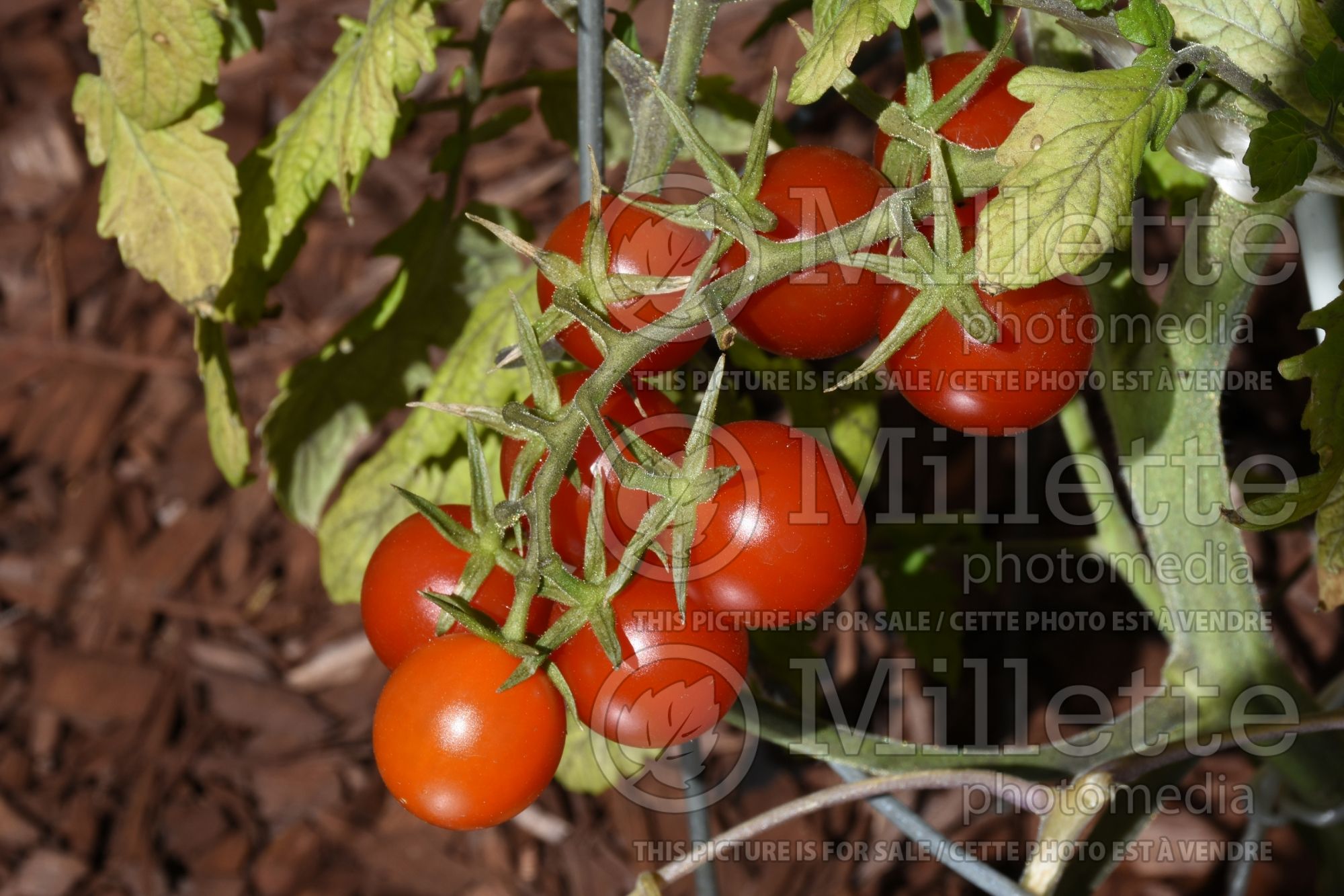 Solanum Helix (Cherry Tomato vegetable) 1