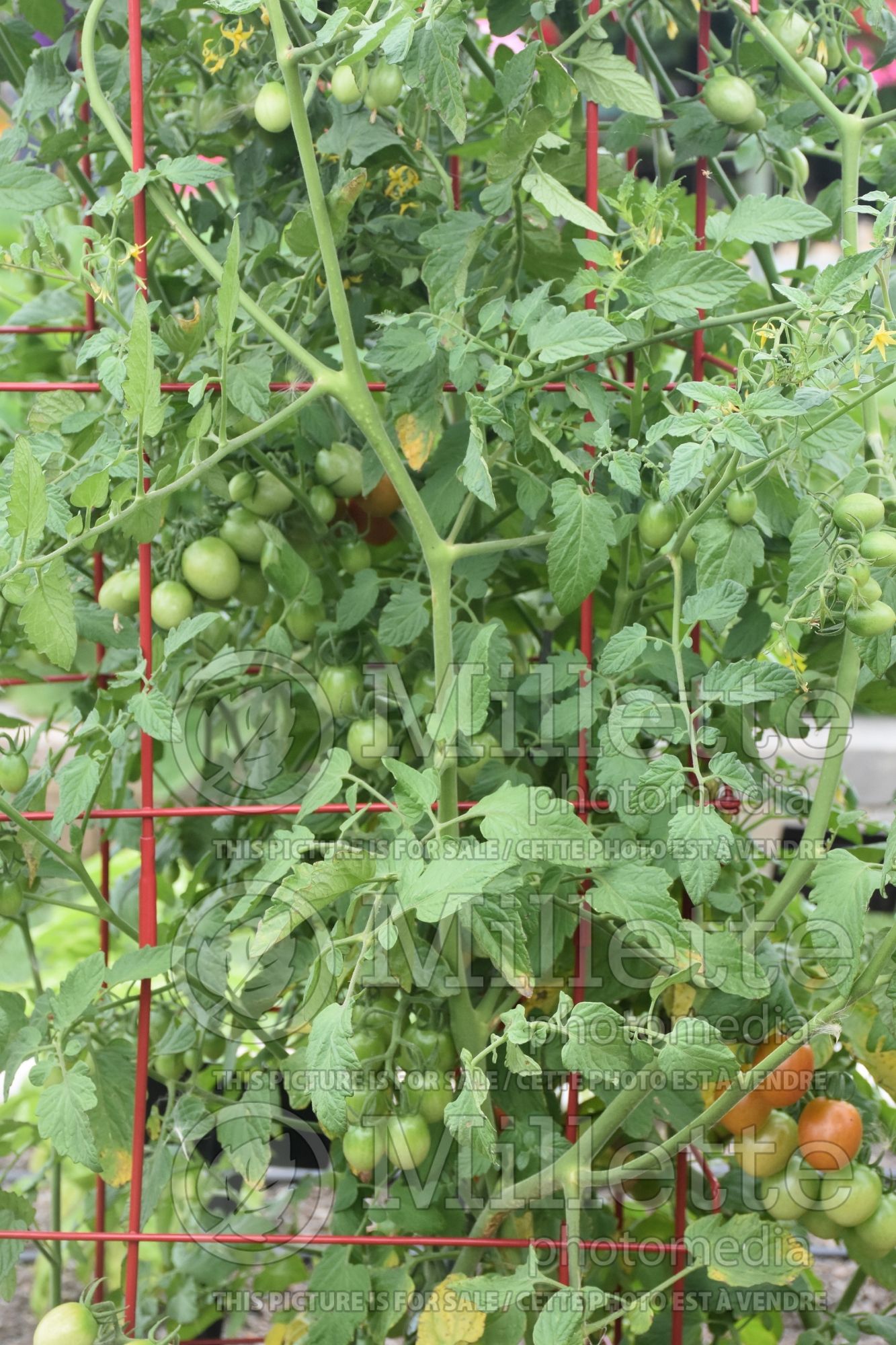 Solanum Helix (Cherry Tomato vegetable) 2
