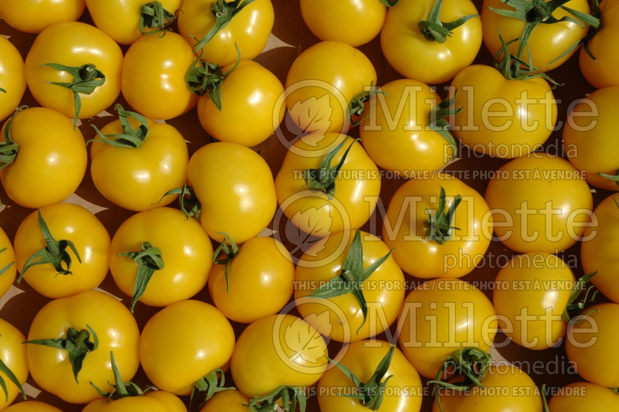 Solanum Lorenzo (Tomato vegetable) 1