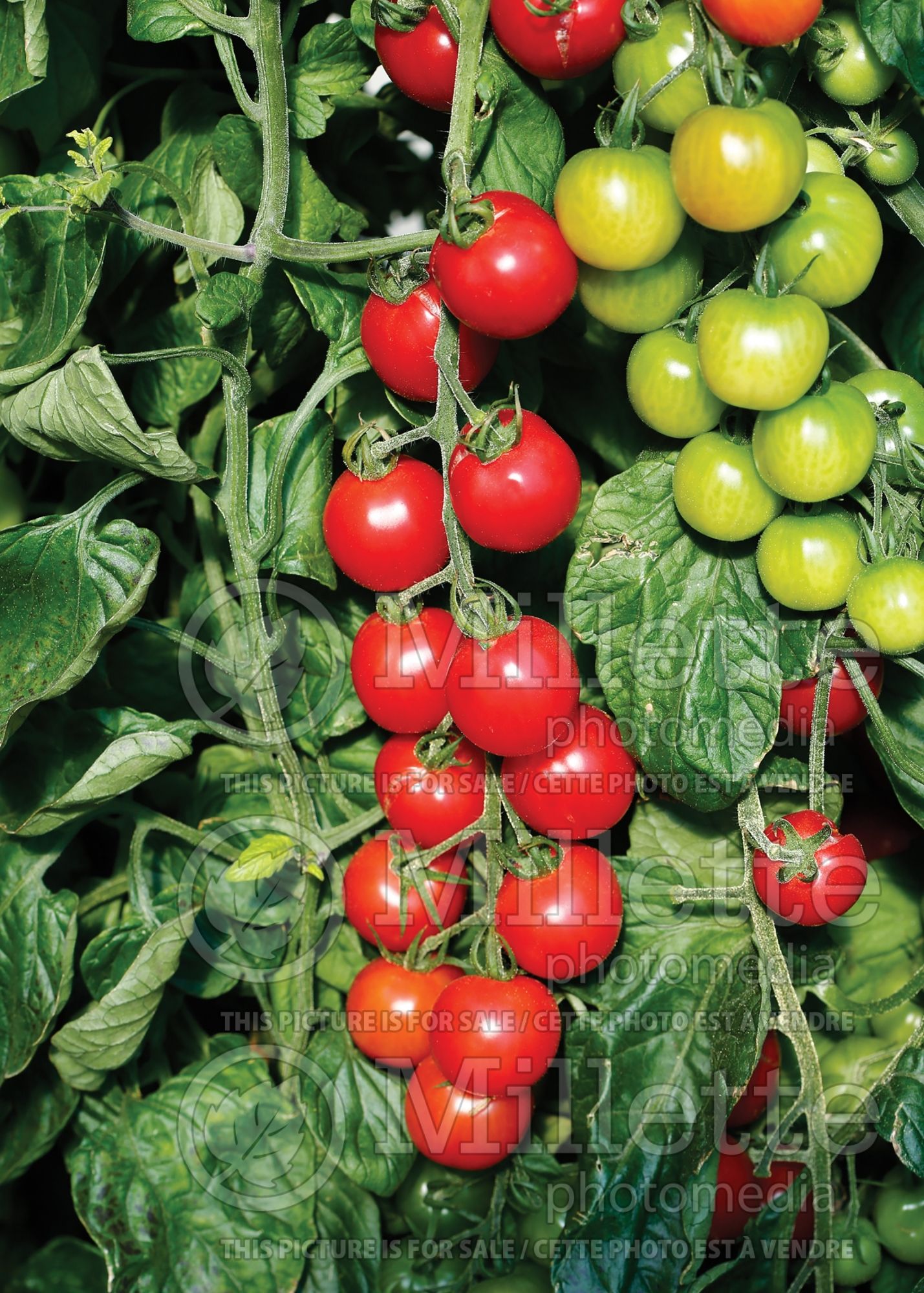 Solanum Pink Charmer (Cherry Tomato vegetable) 1