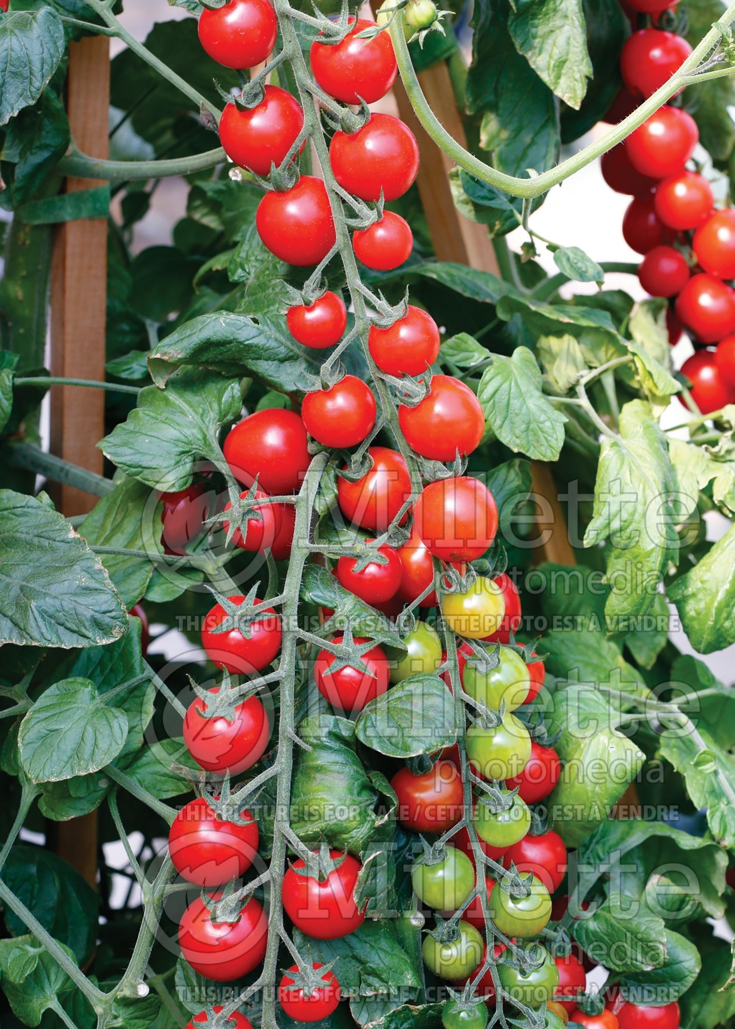 Solanum Sugar Gloss (Cherry Tomato) 1