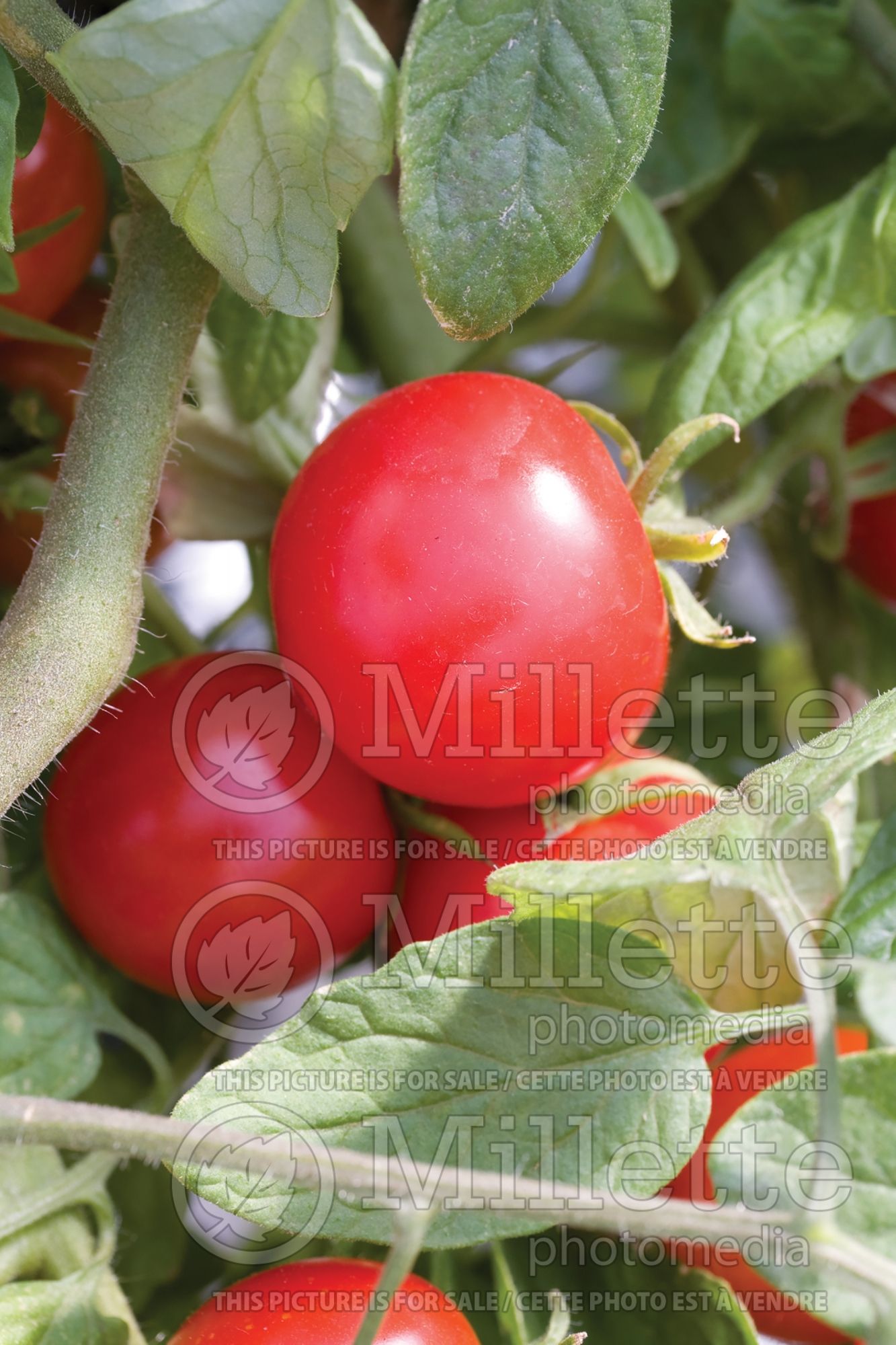Solanum Tumbling Tom Red (Cherry Tomato vegetable) 4