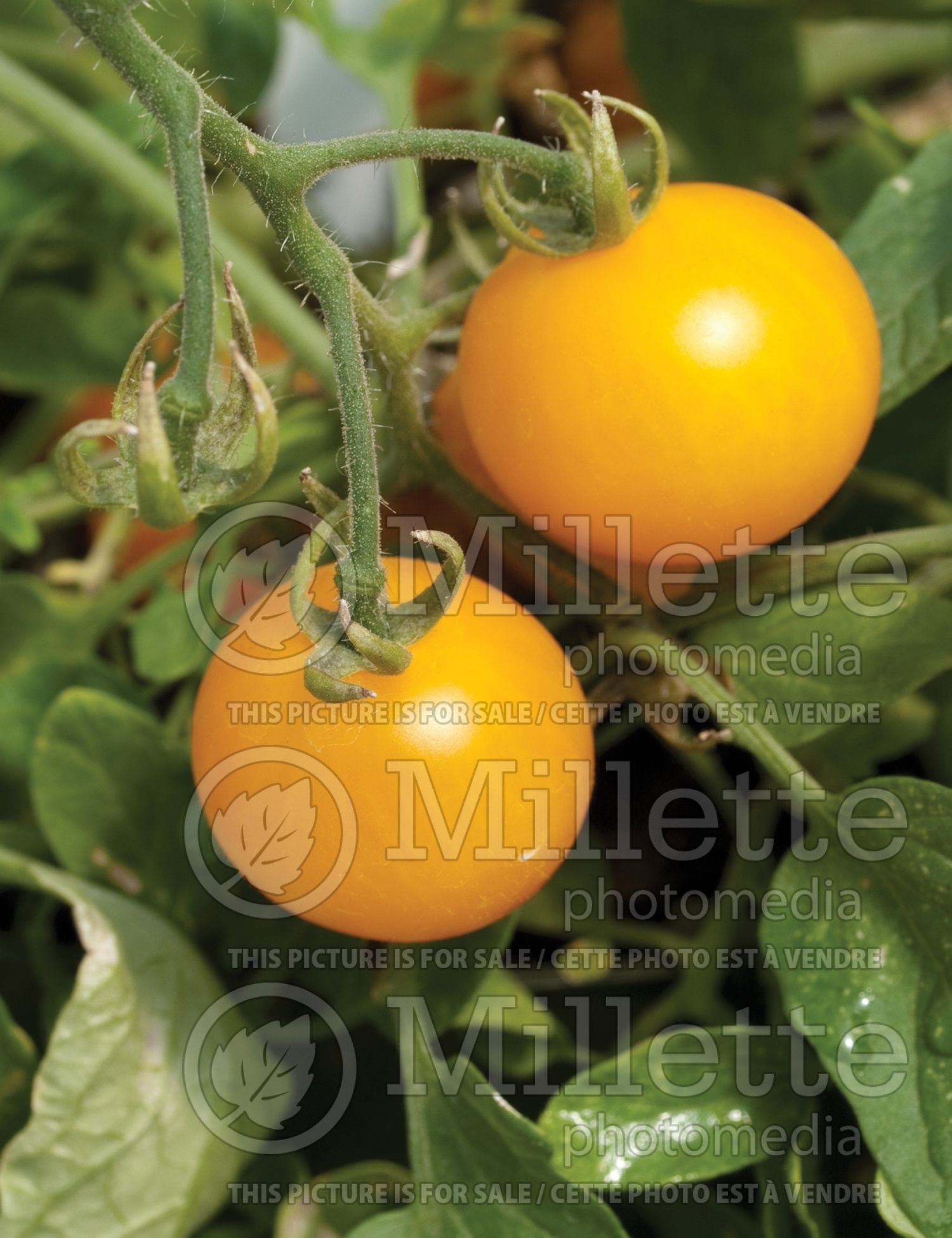 Solanum Tumbling Tom Yellow (Cherry Tomato) 4