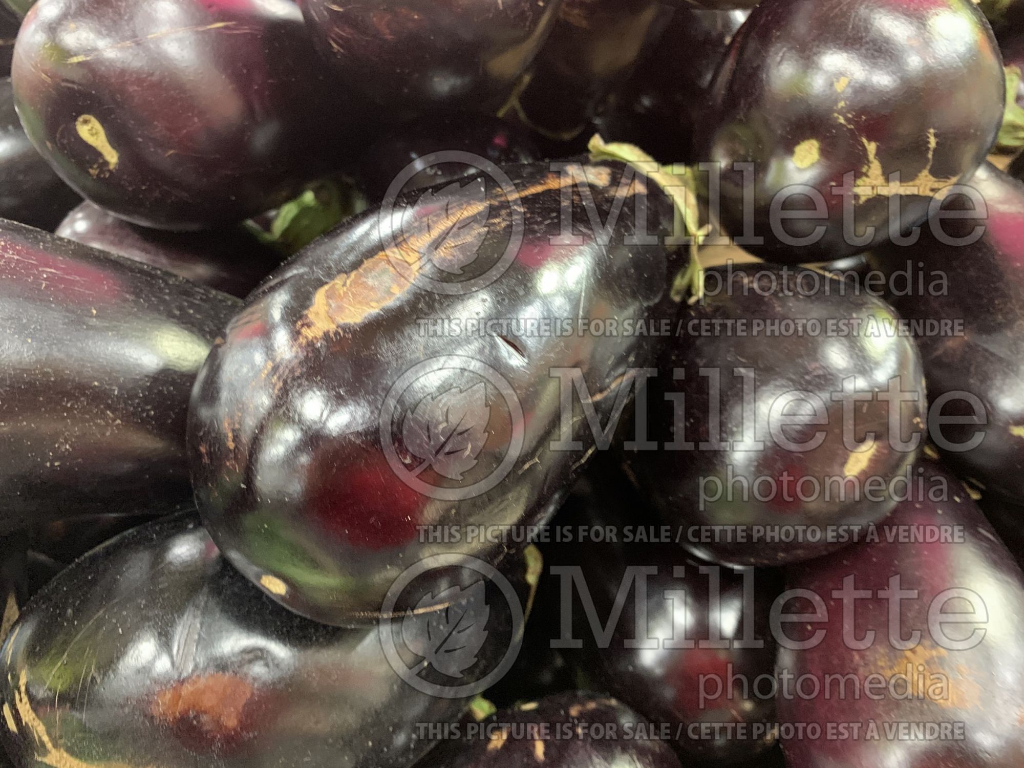 Solanum melongena (Eggplant, aubergine or brinjal vegetable) 1
