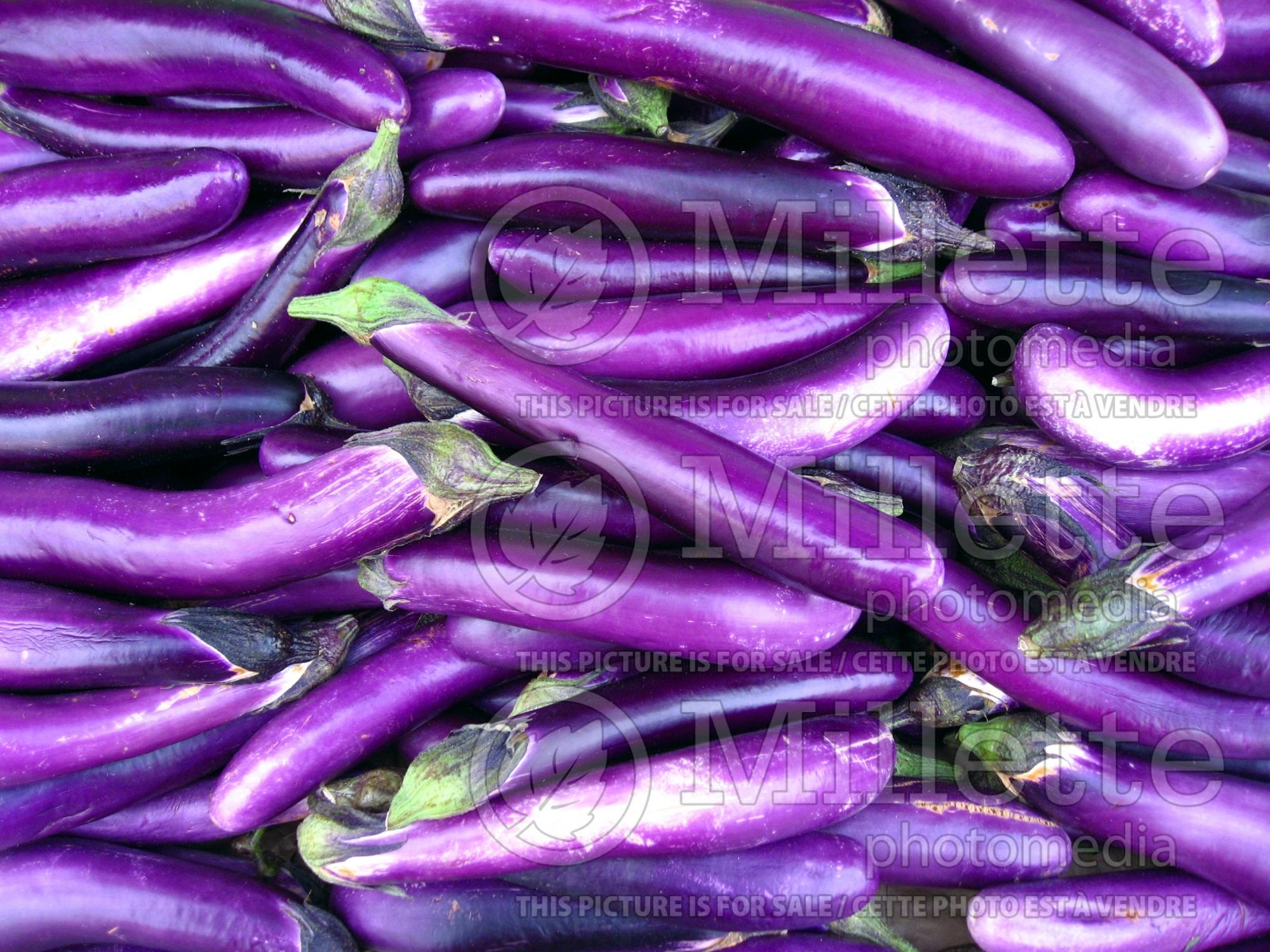 Solanum melongena (Eggplant vegetable) 4