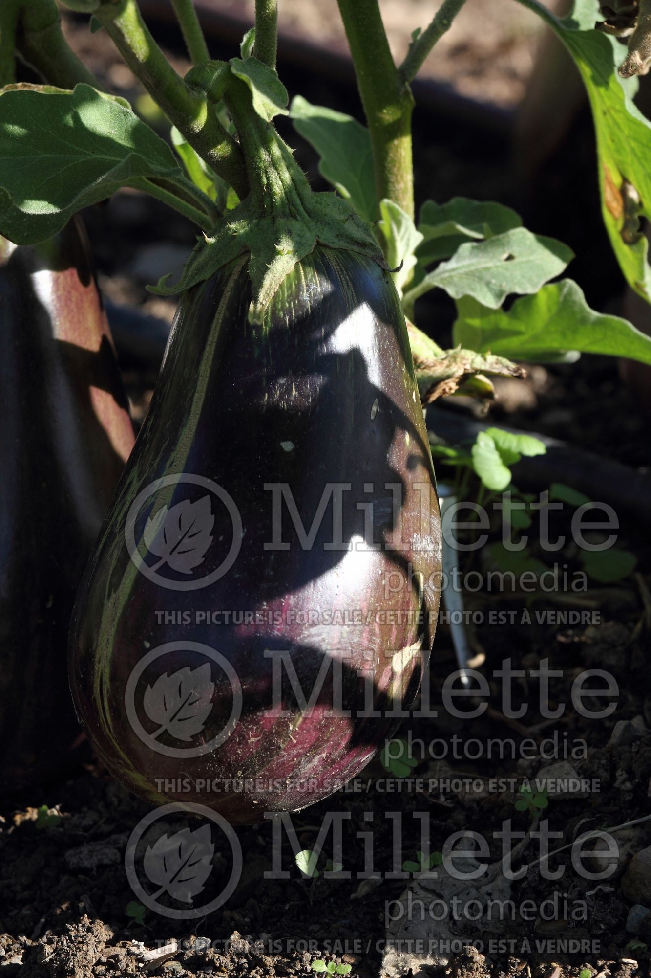 Solanum Imperial Black Beauty aka Black Beauty (Eggplant) 1
