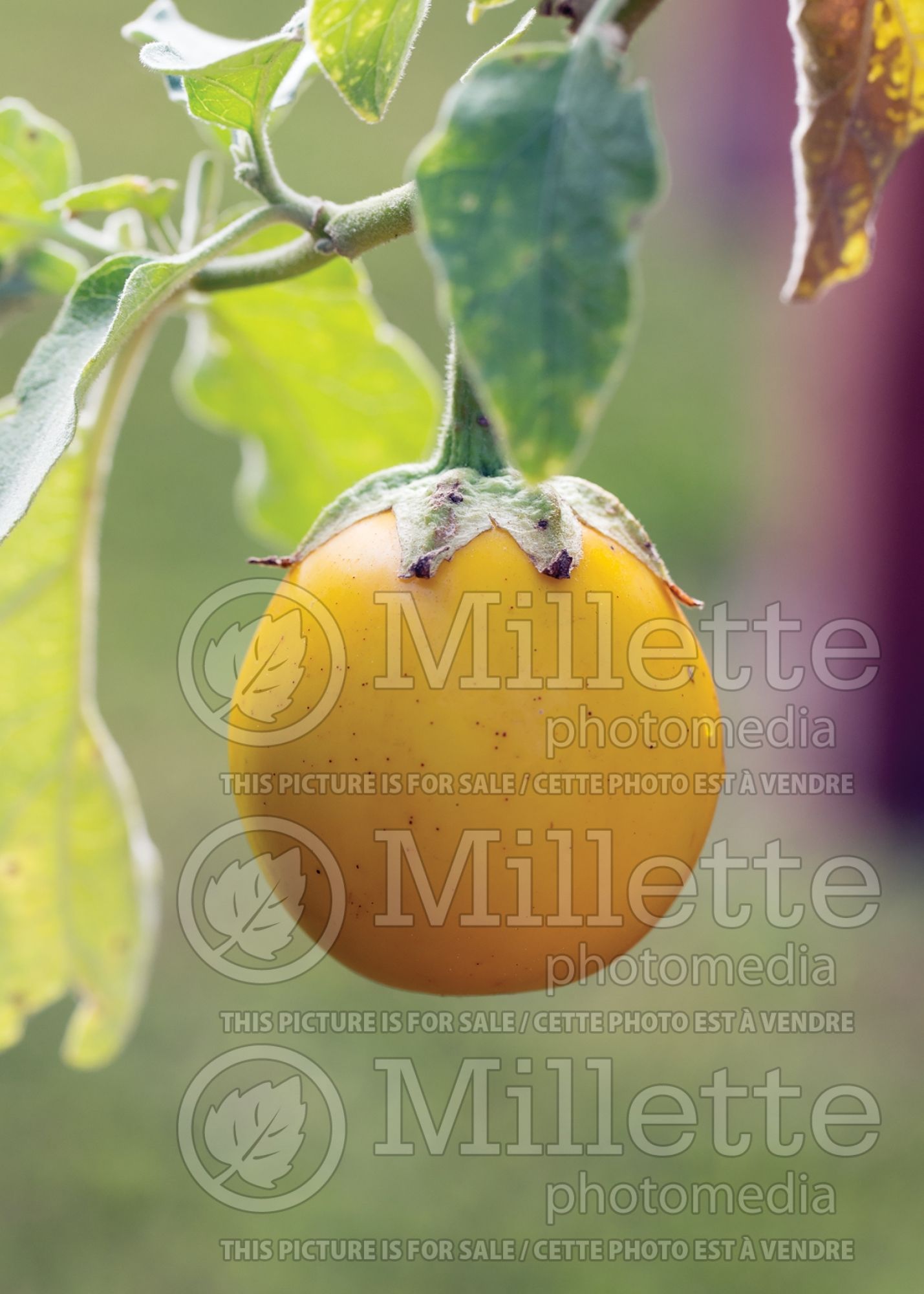 Solanum Ivory (Sweet eggplant vegetable) 1